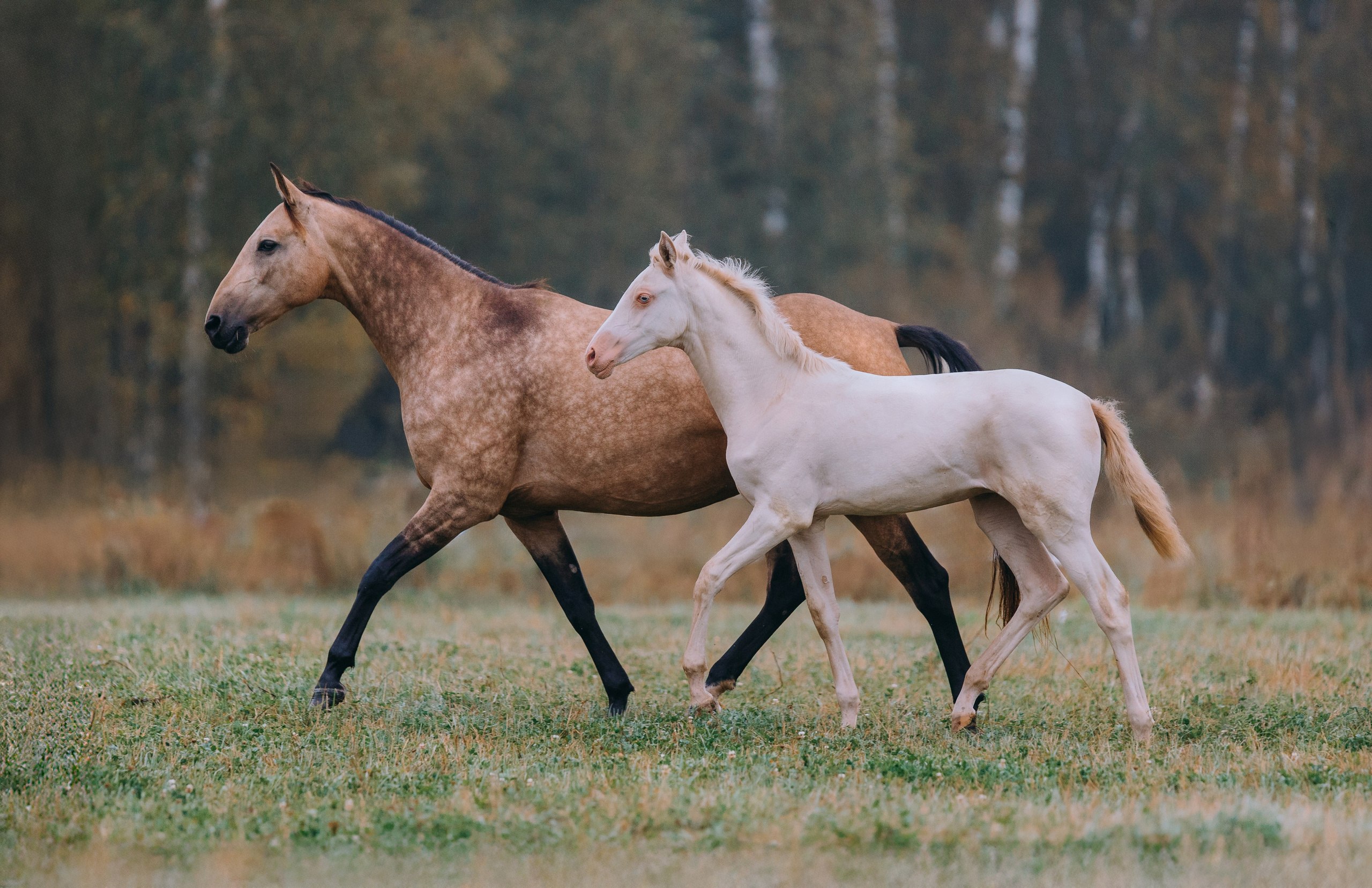 В движении. Фотограф-анималист Ксендзова Кристина