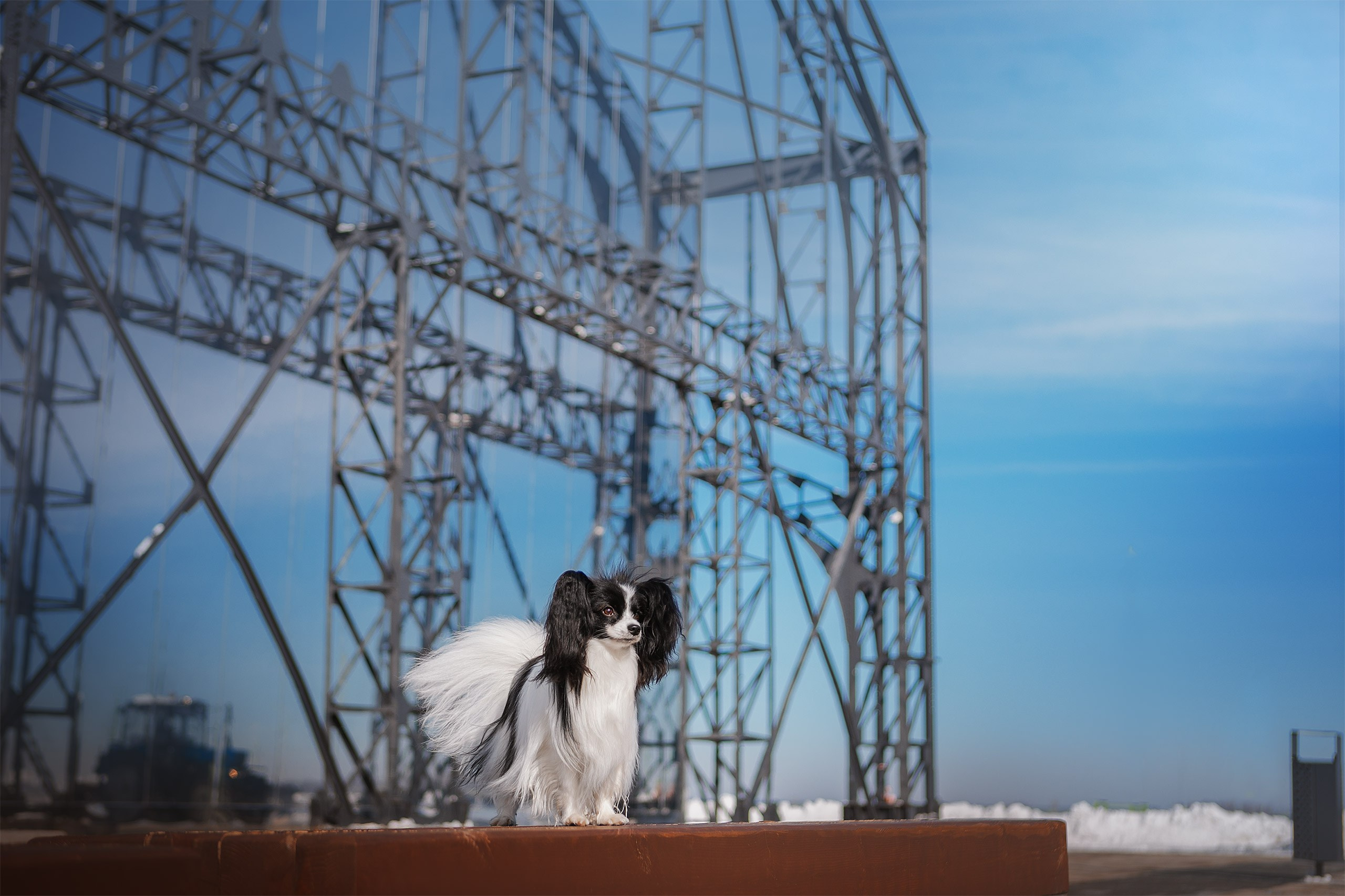 Папийон Тони. Фотограф анималист Кузнецова Анна Нижний Новгород
