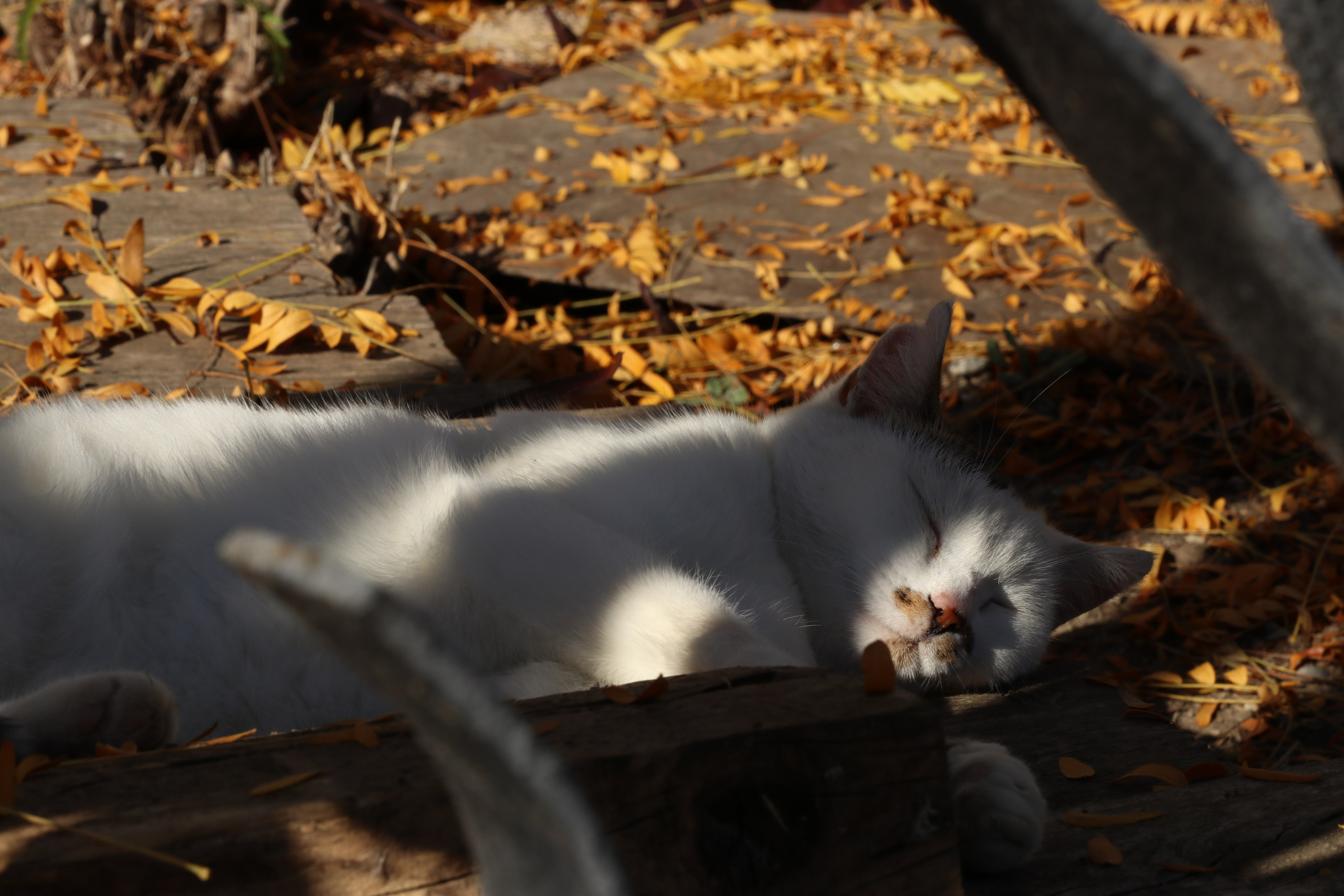 Крым. ЮБК (Гурзуф, Судак и их окрестности). Ноябрь 2023. Путешественник-фотограф из Санкт-Петербурга Татьяна Свистулина