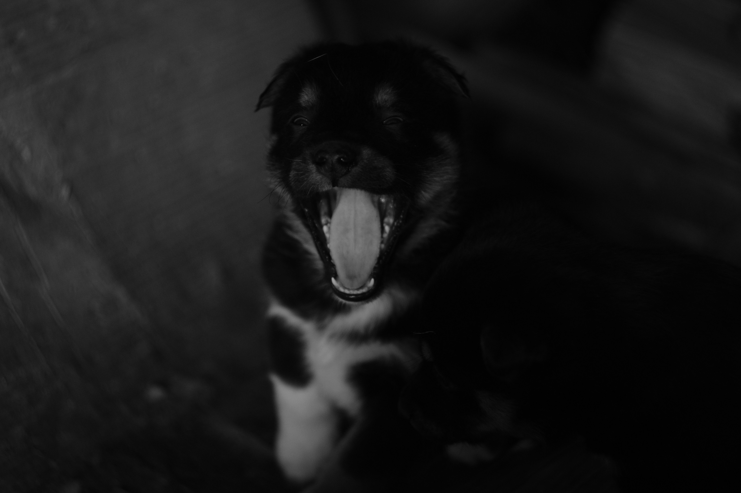 Dogs. Профессиональный фотограф