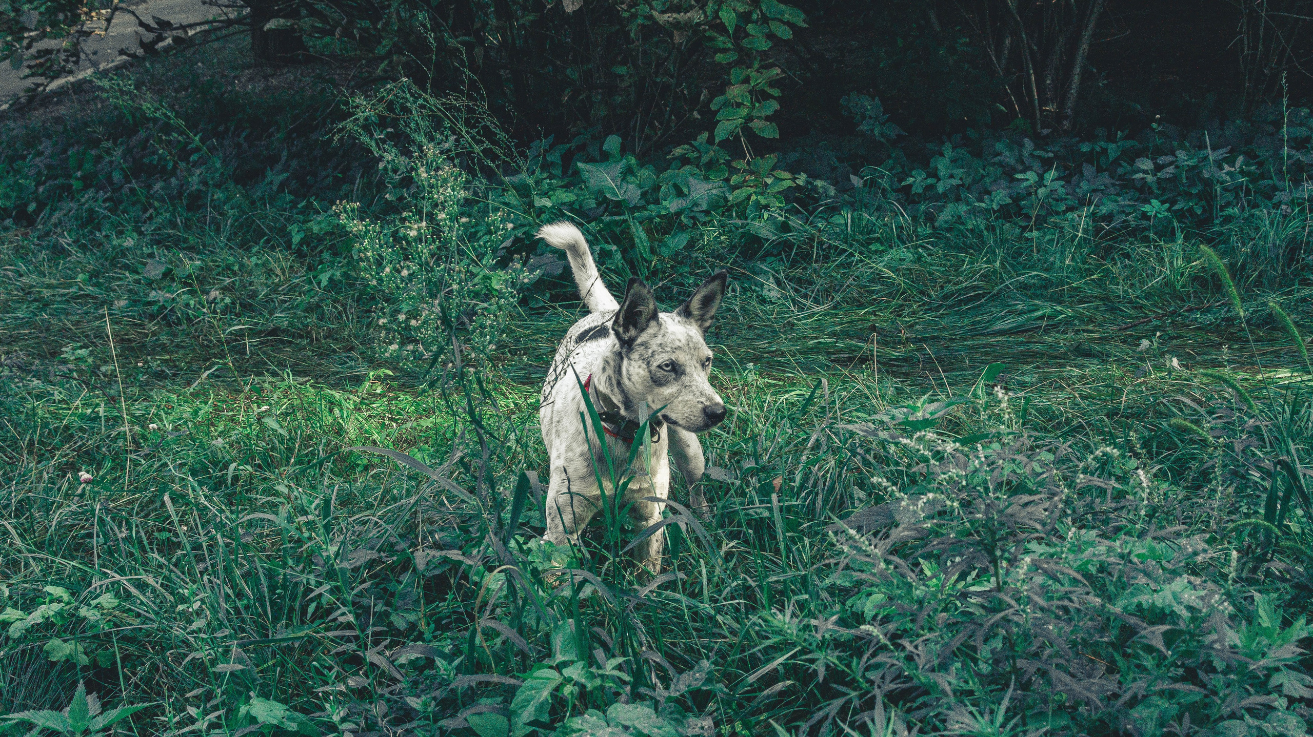 Цунами. Профессиональный фотограф