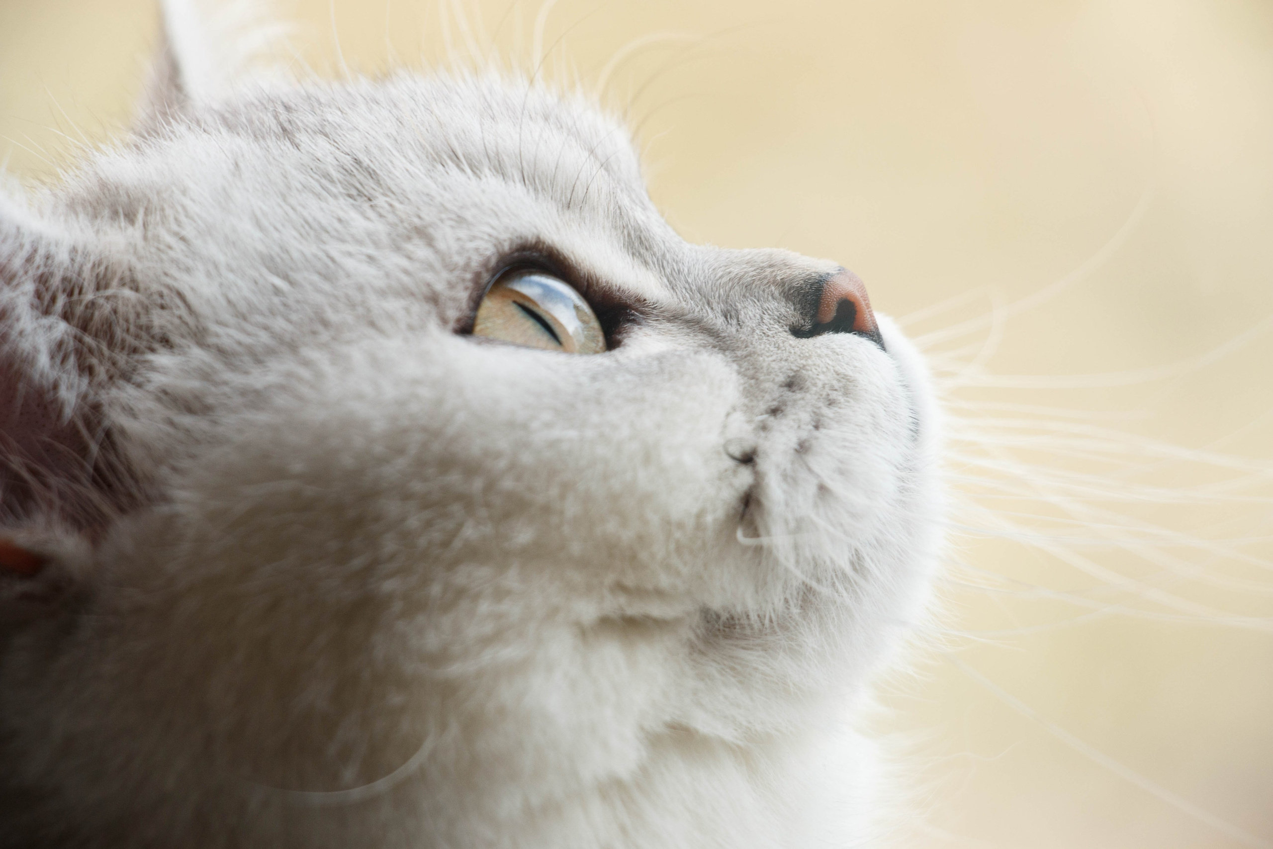 NASTYA & KITTI. Бережно сохраняю ваши чувства и истории на своих фотографиях