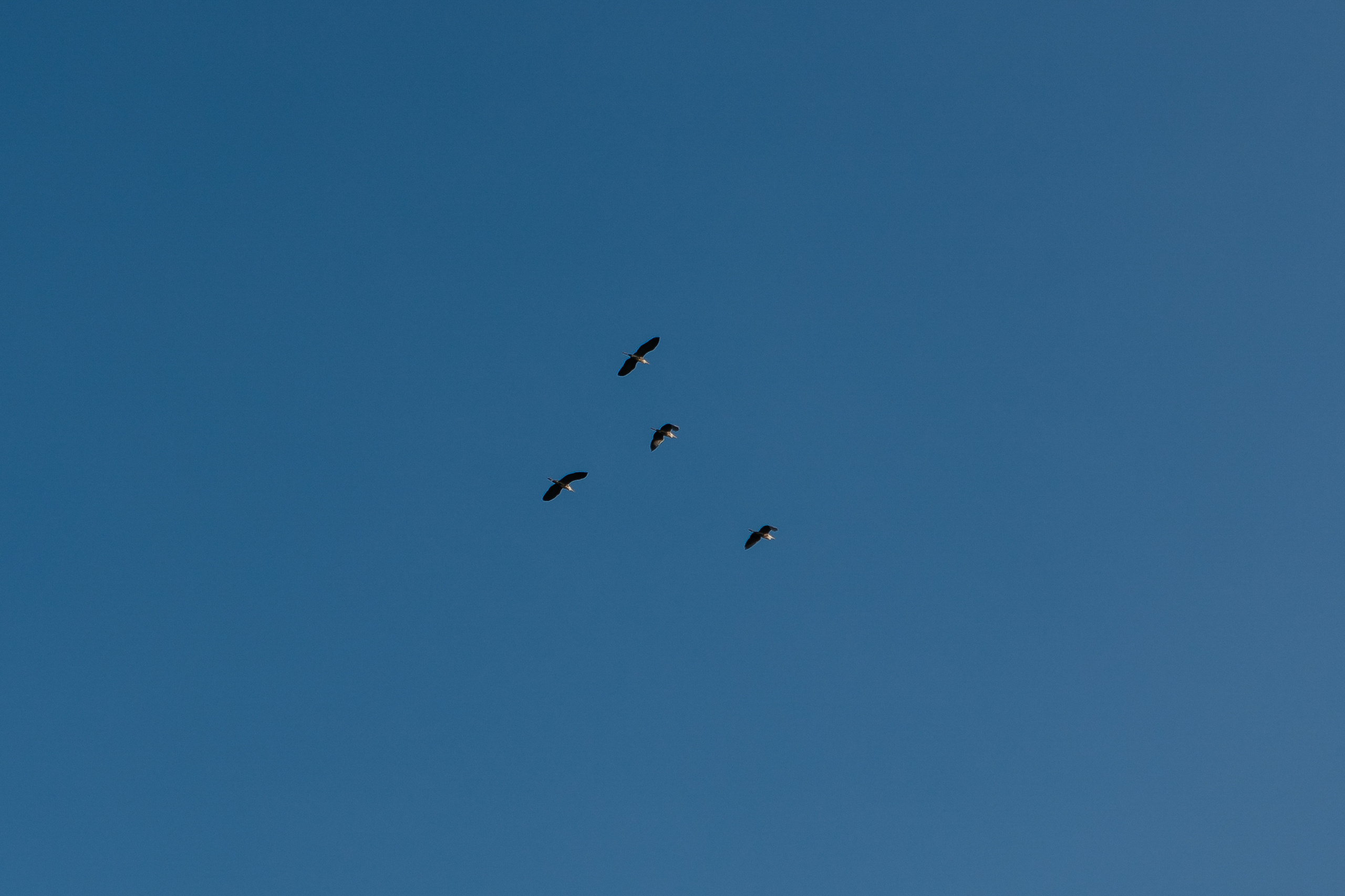 Свадебный фотограф Нижний Новгород. Свадебный и контент фотограф в Нижнем Новгороде Владимир Пресняков