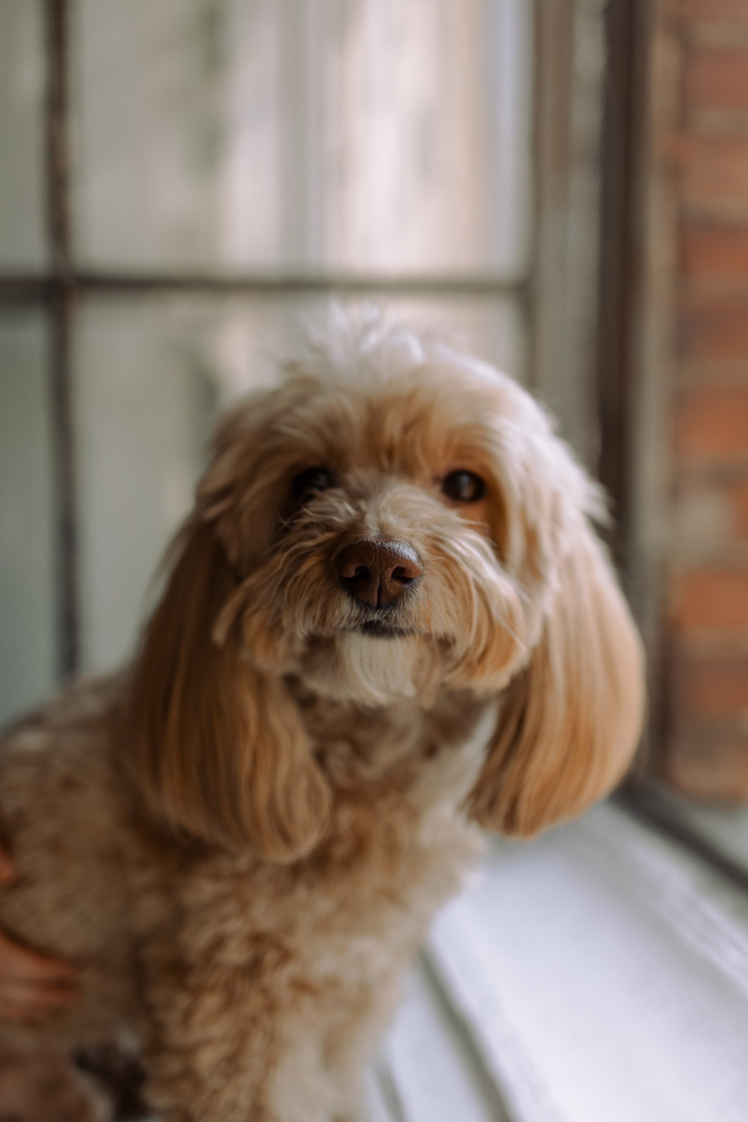 Шкипер и его семья. Фотограф — Анималист | Санкт-Петербург