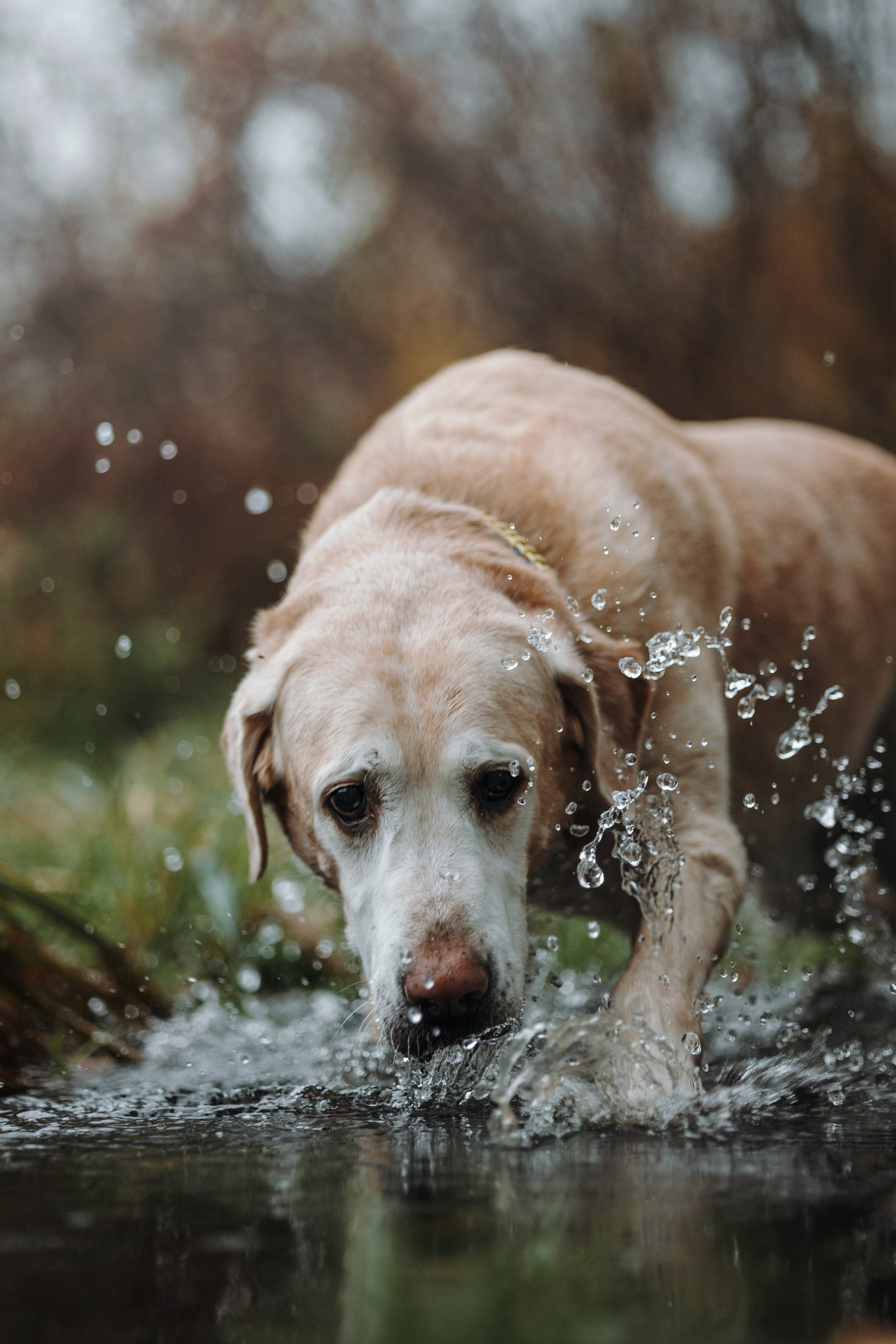 Оксана и Барон. Фотограф — Анималист | Санкт-Петербург