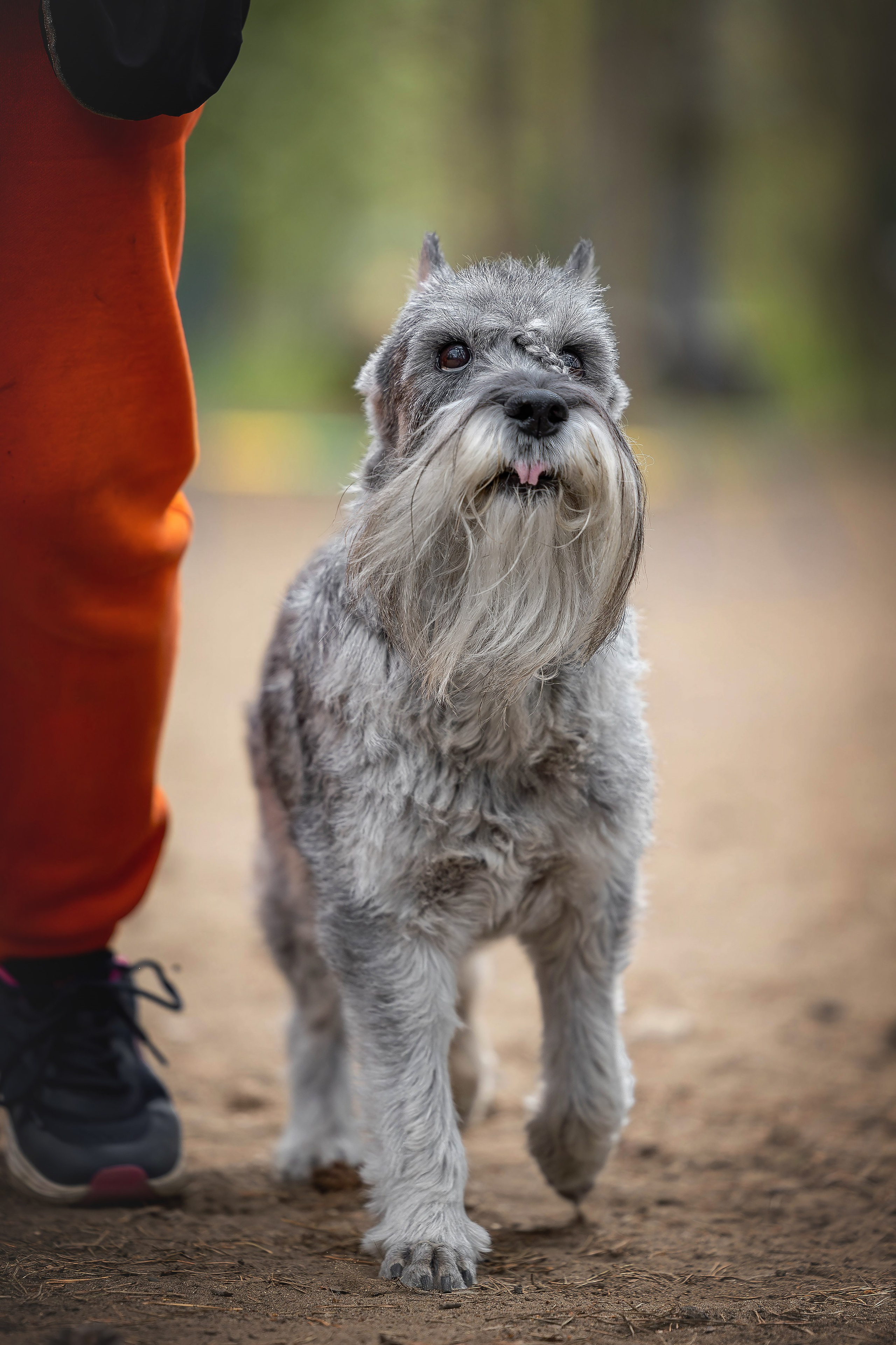 Тренировка аджилити. Фотограф Анималист в Перми Анастасия Остерман