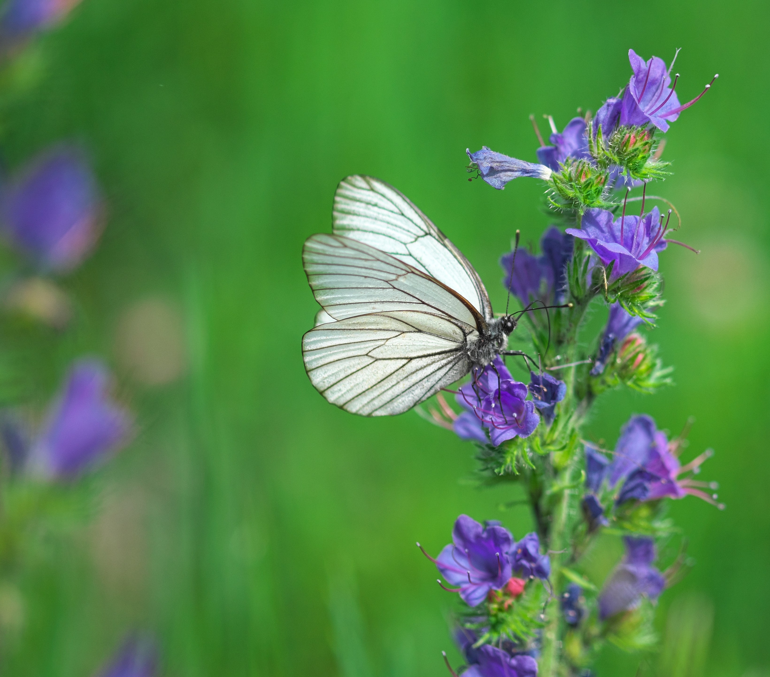 Бабочки. Антон Великий