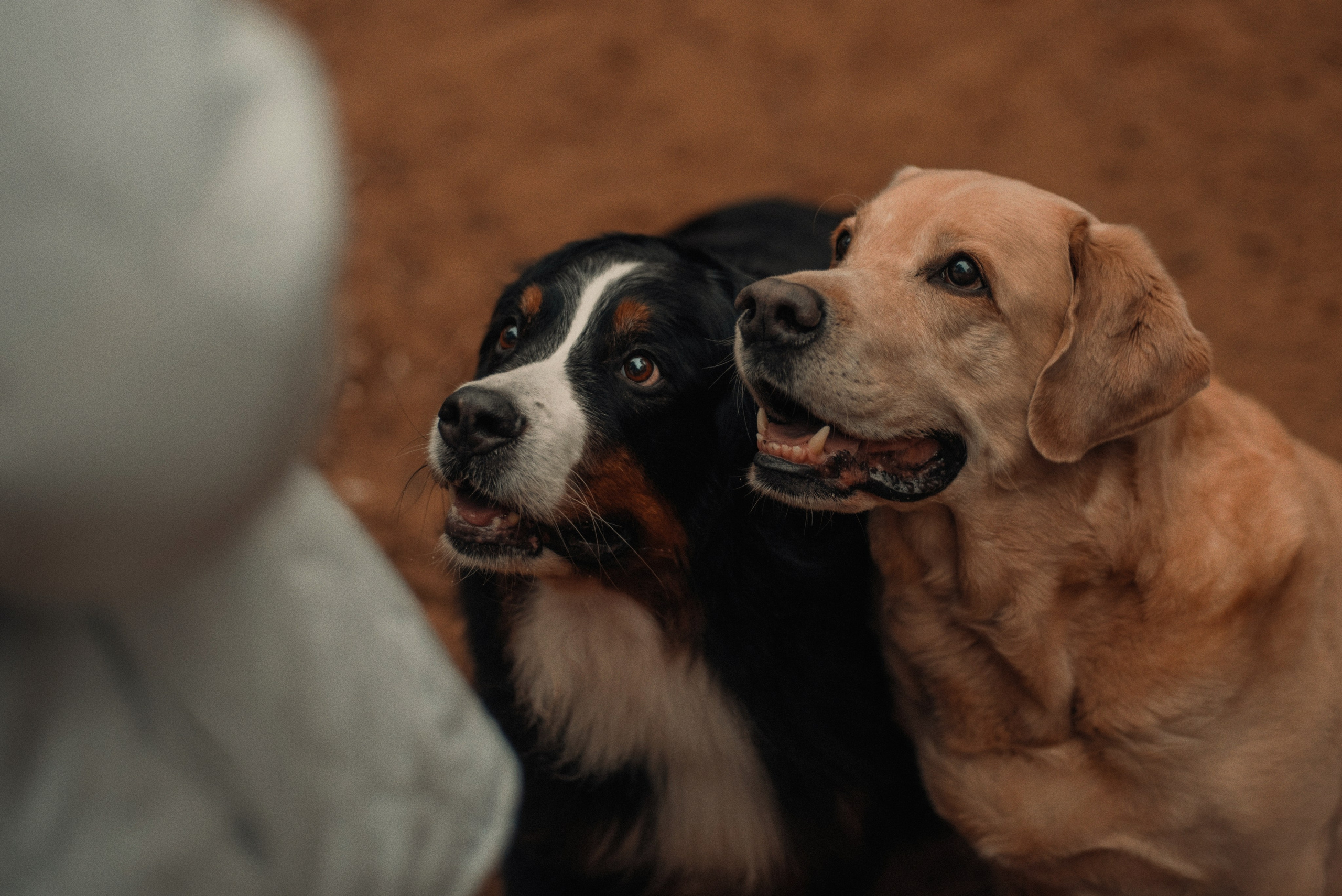 Прогулка: берн Пума, Фрэнк и Юля в Питере. Портфолио