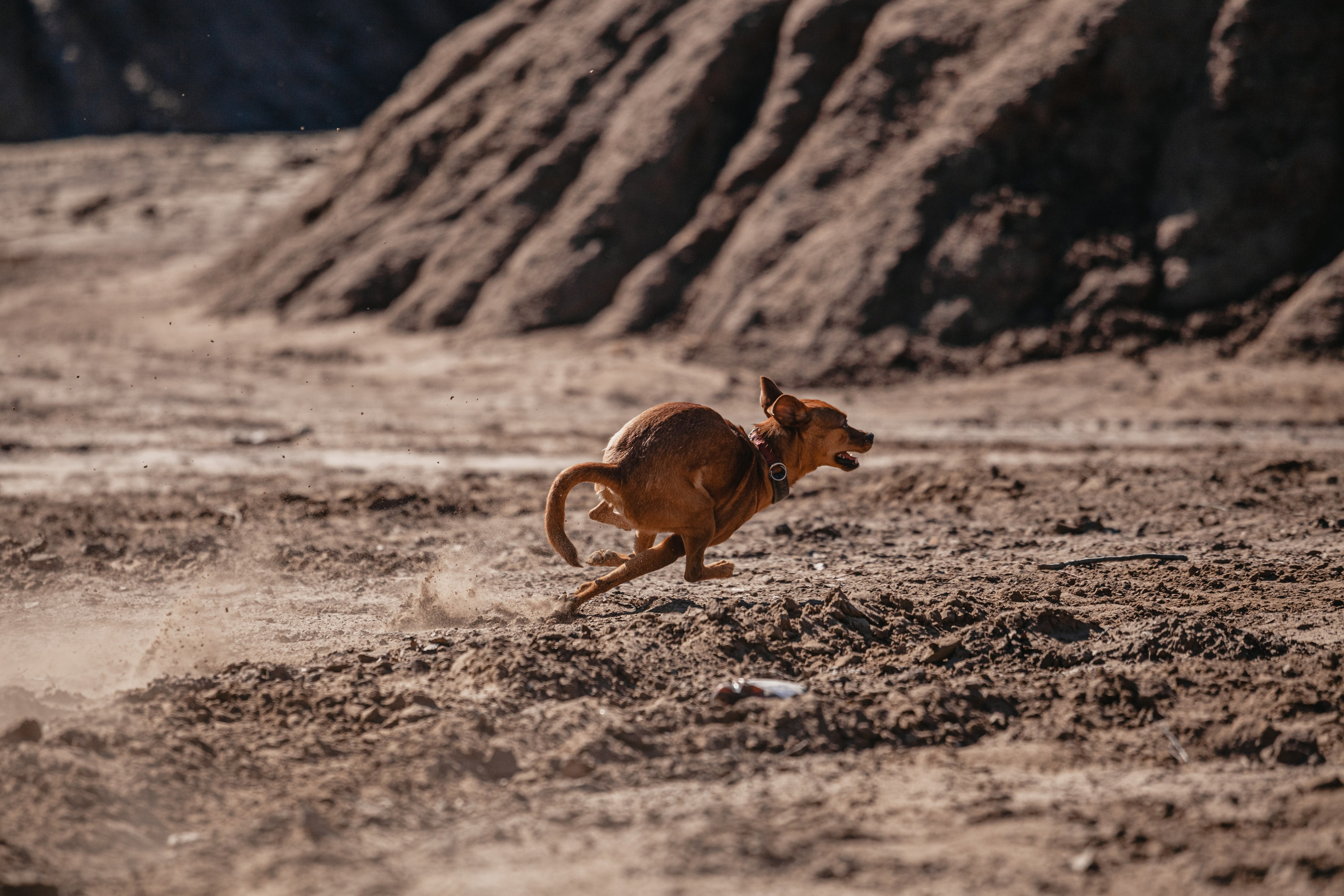 Кондуки. Фотограф-анималист Татьяна Степанова