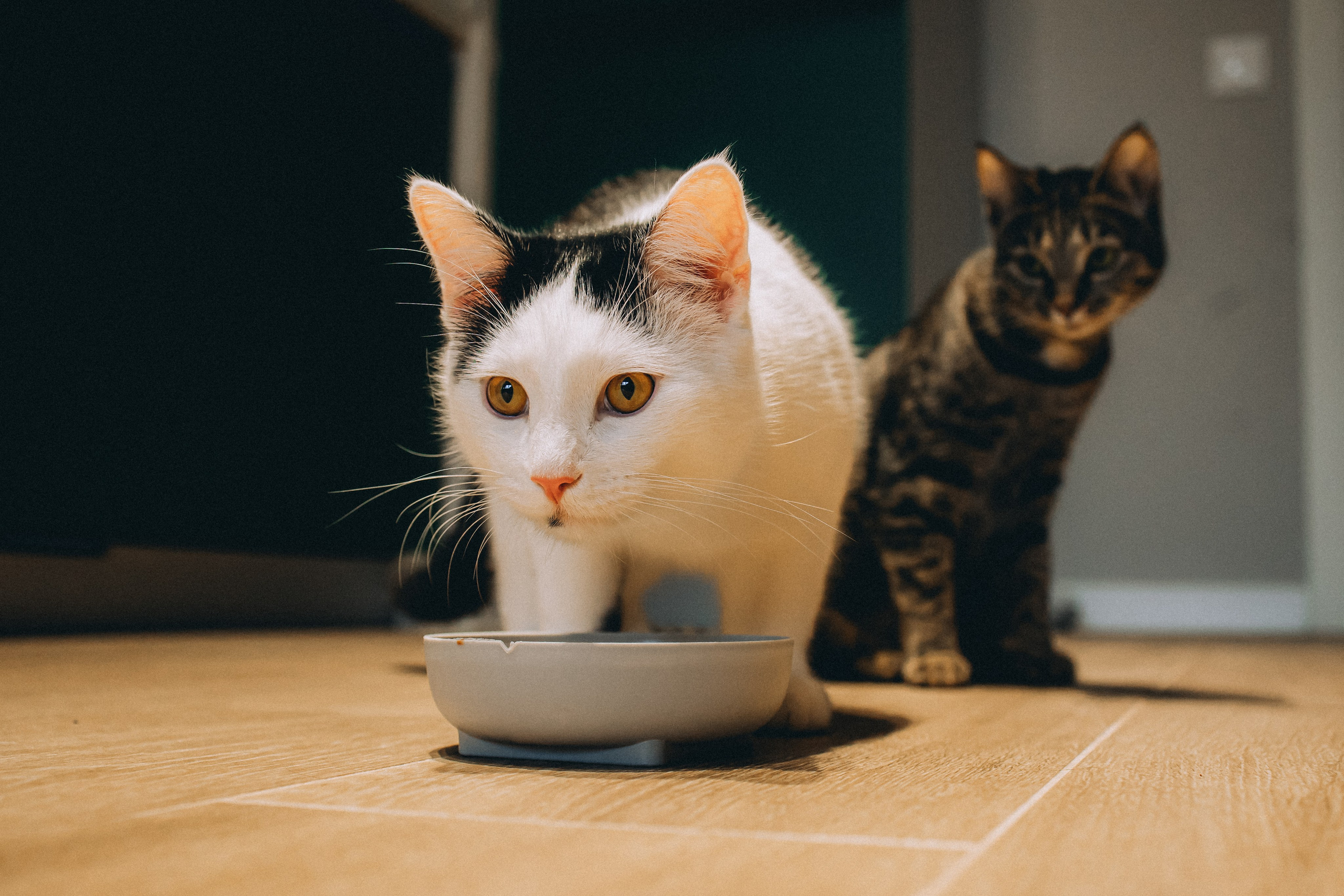 Рыся, Кепа и их семья