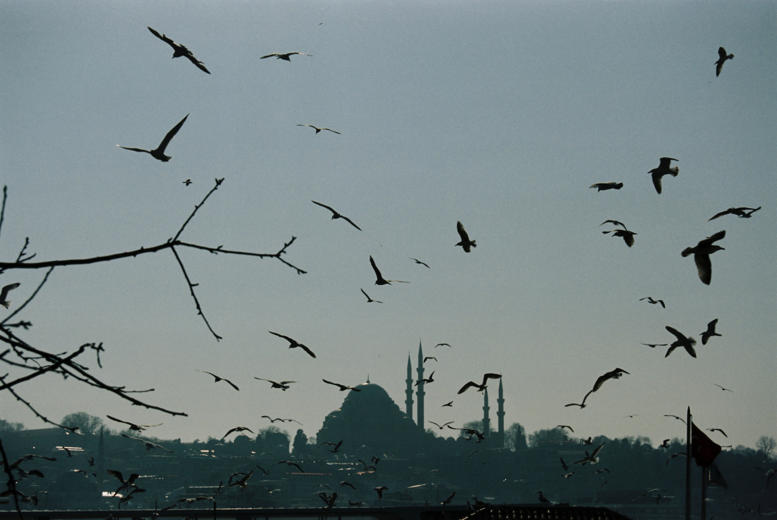 Film chronicle. Kosky ilya