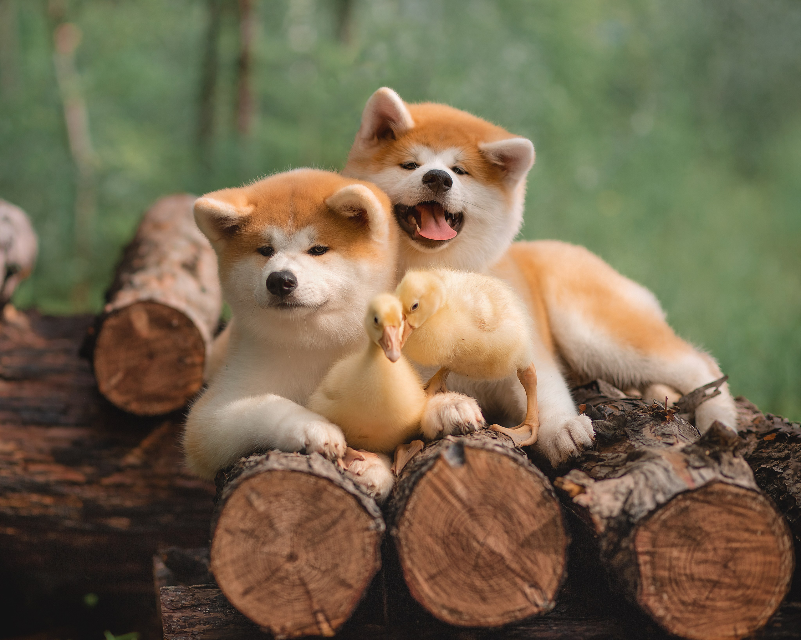 Предыдущие пометы. Алена Попова — фотограф в Хабаровске