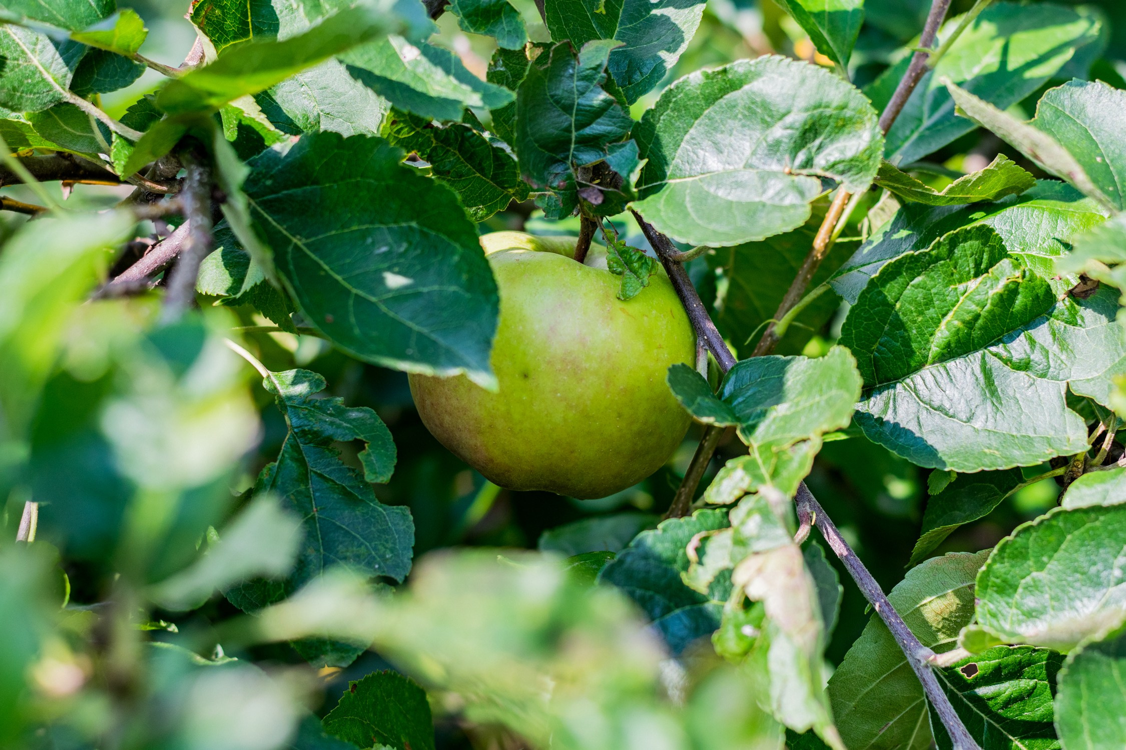 Антон Курдюмов фотограф в Хабаровске Рина Курдюмова фото27 foto27 Антон Дорофеев репортажный репортаж документалист Тони и Рина фотосоздатели Виноградники Хехцир 2024 Хабаровск виноград дикий фермер фермерство дачный сезон