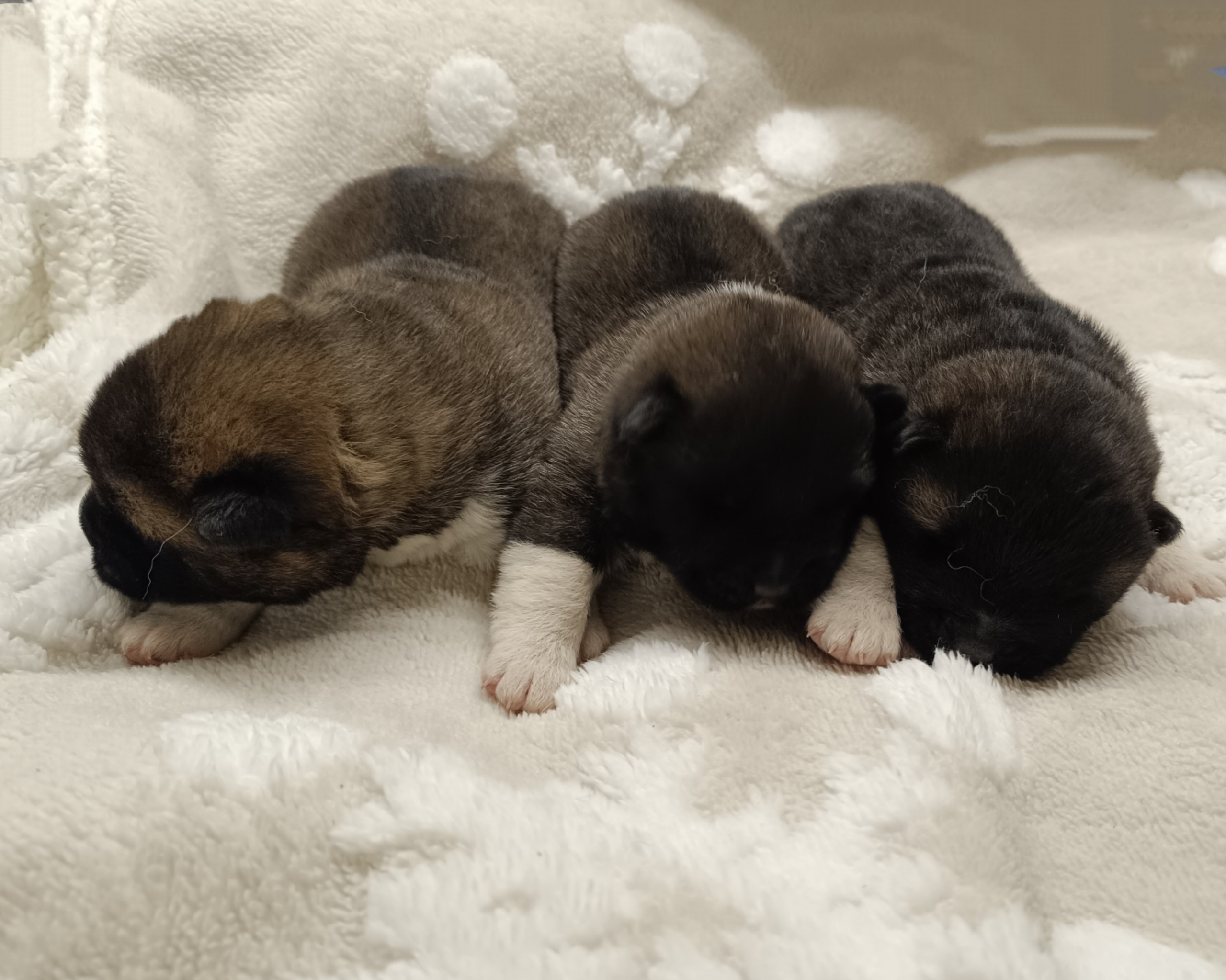 Американская акита  щенки питомник Санкт-Петербург клубные щенки Американская акита питомник RUBYLIGHT Рубилайт купить щенка американской акиты