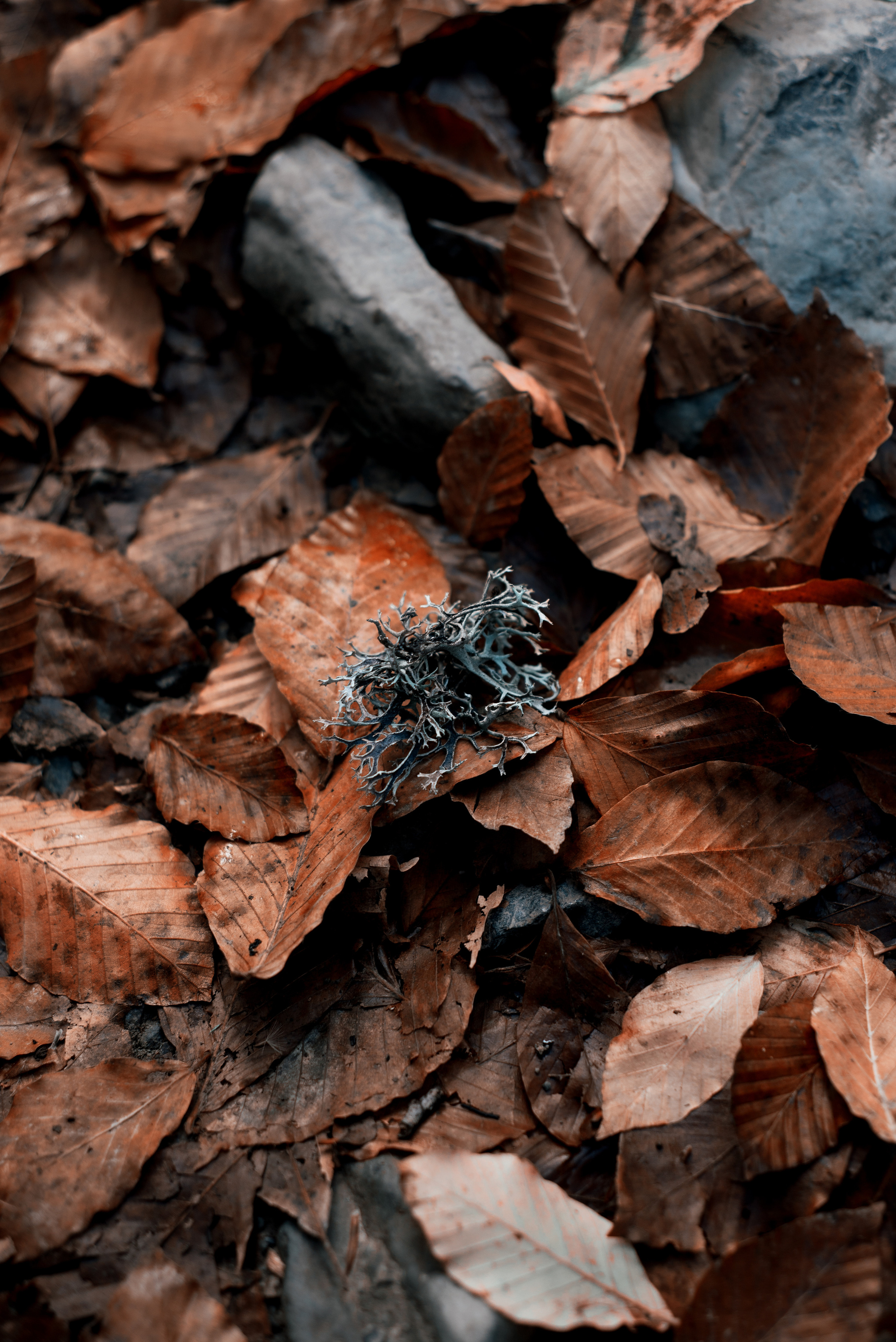 Autumn Wallpapers. Портретный фотограф в Москве Даша Беседина