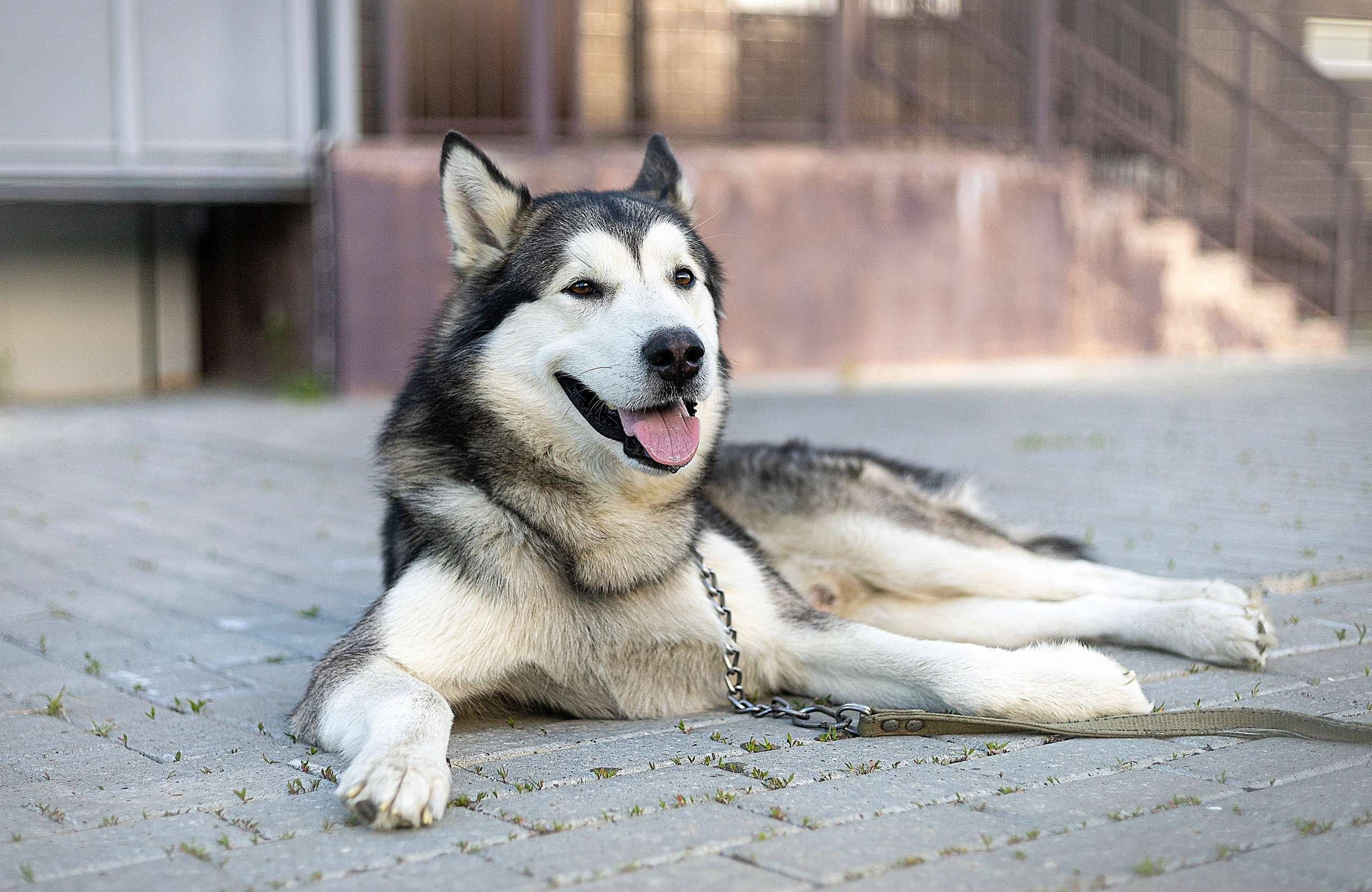Мои маламуты.Ярик. Лев Постнов.Фотограф. Нижний Новгород