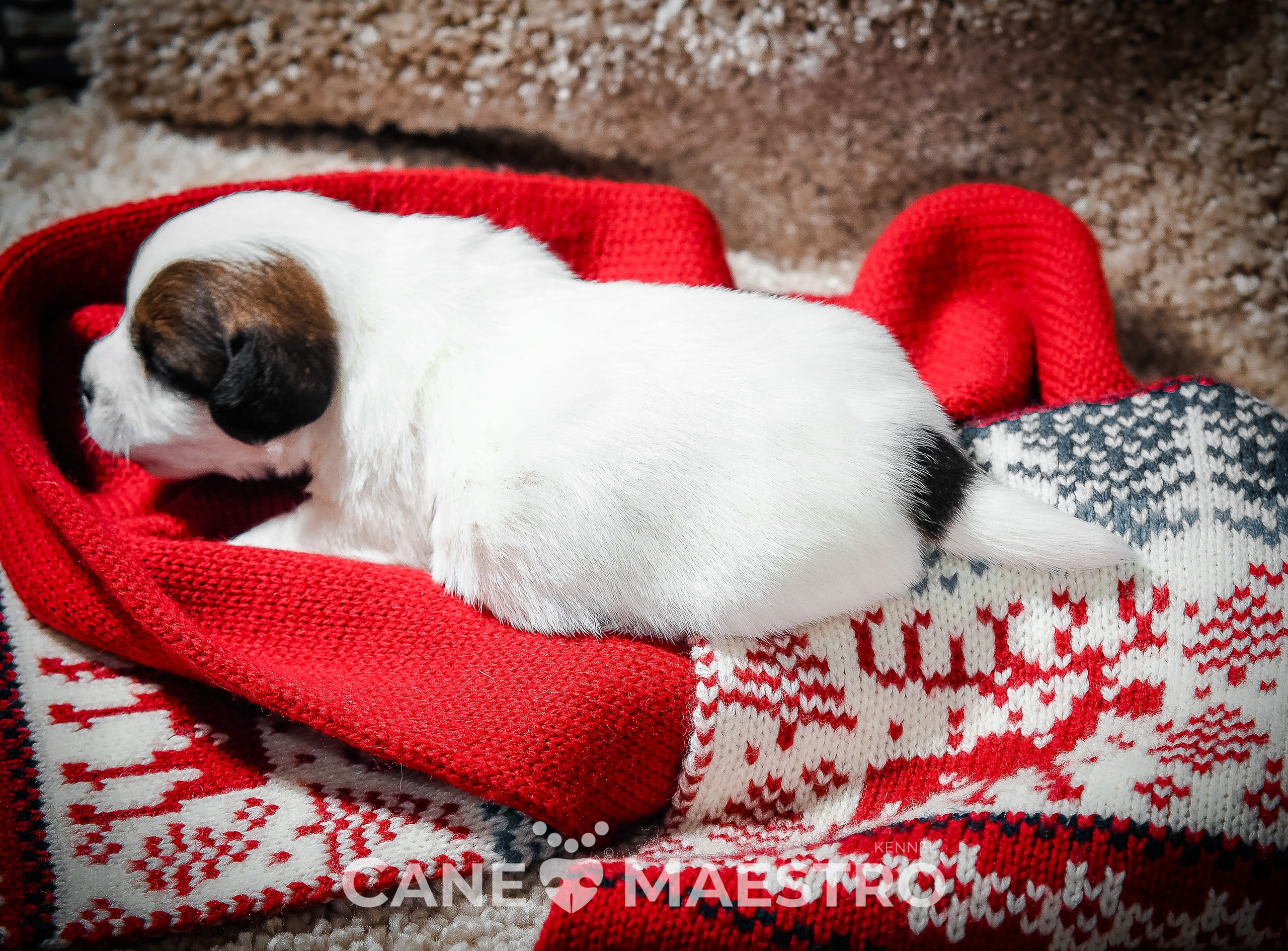 1КОБЛ_МОНОКЛЬ_Ц_ЛИТТЕР. CANE MAESTRO — kennel Jack Russell Terrier