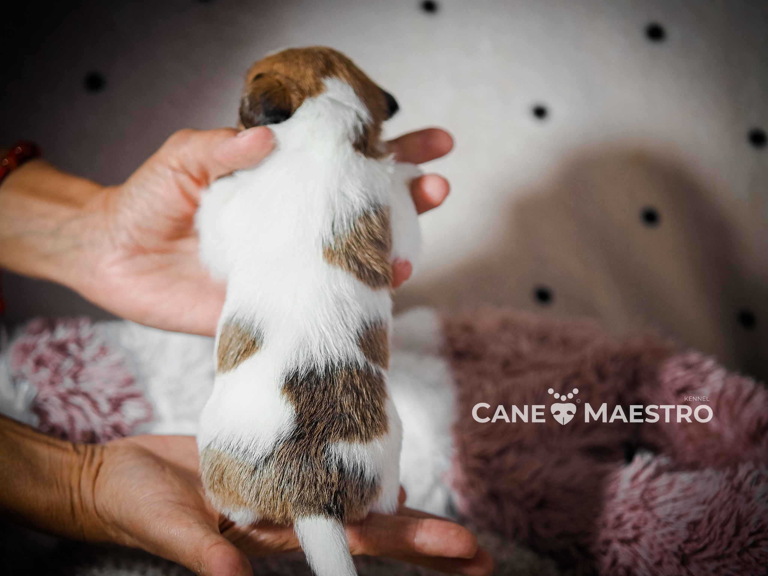 Щенок бело-рыжий джек рассел терьер. КАНЕ МАЭСТРО — питомник Джек рассел терьеров