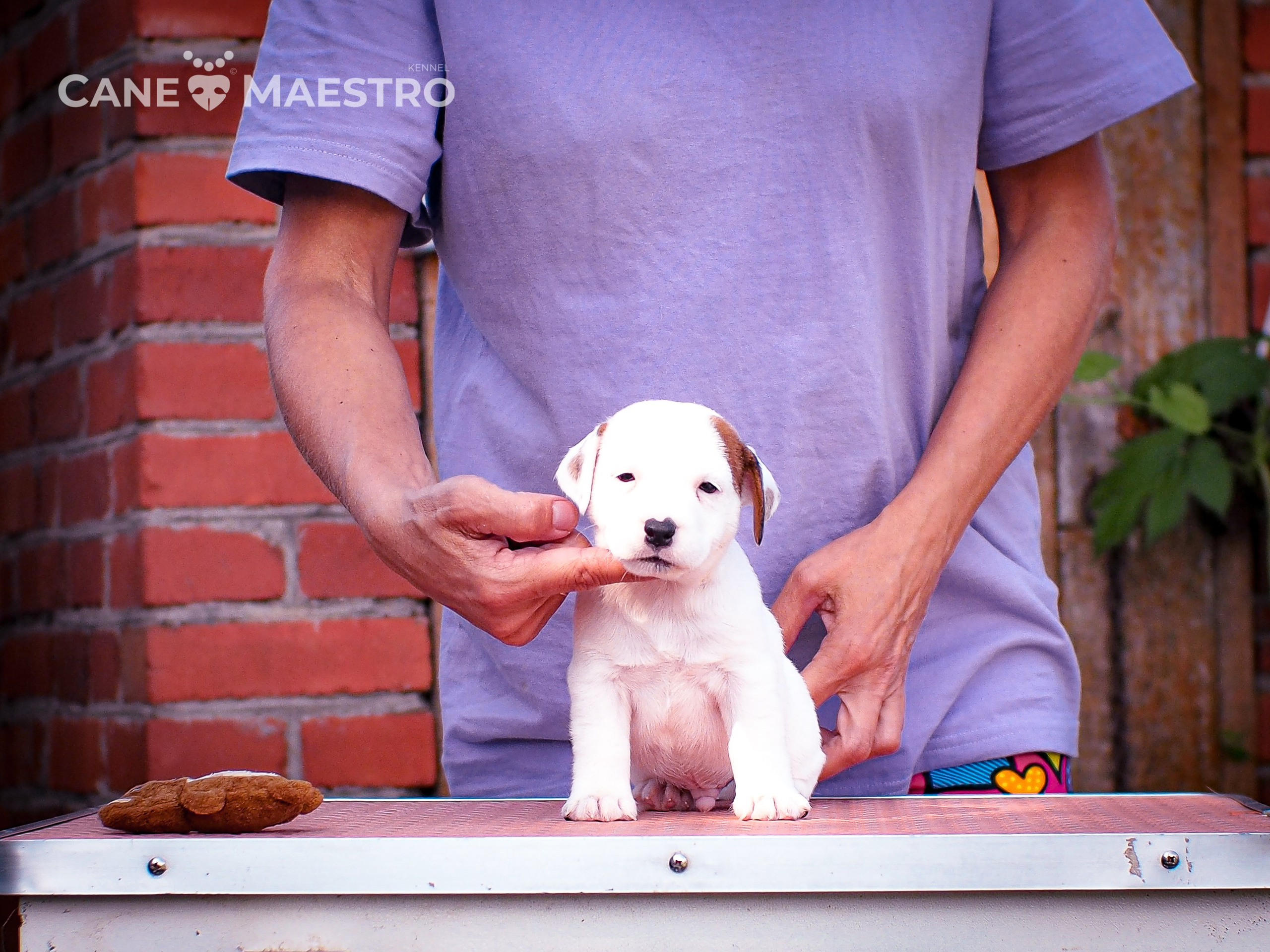 ЭСКИМО_MALE. CANE MAESTRO — kennel Jack Russell Terrier