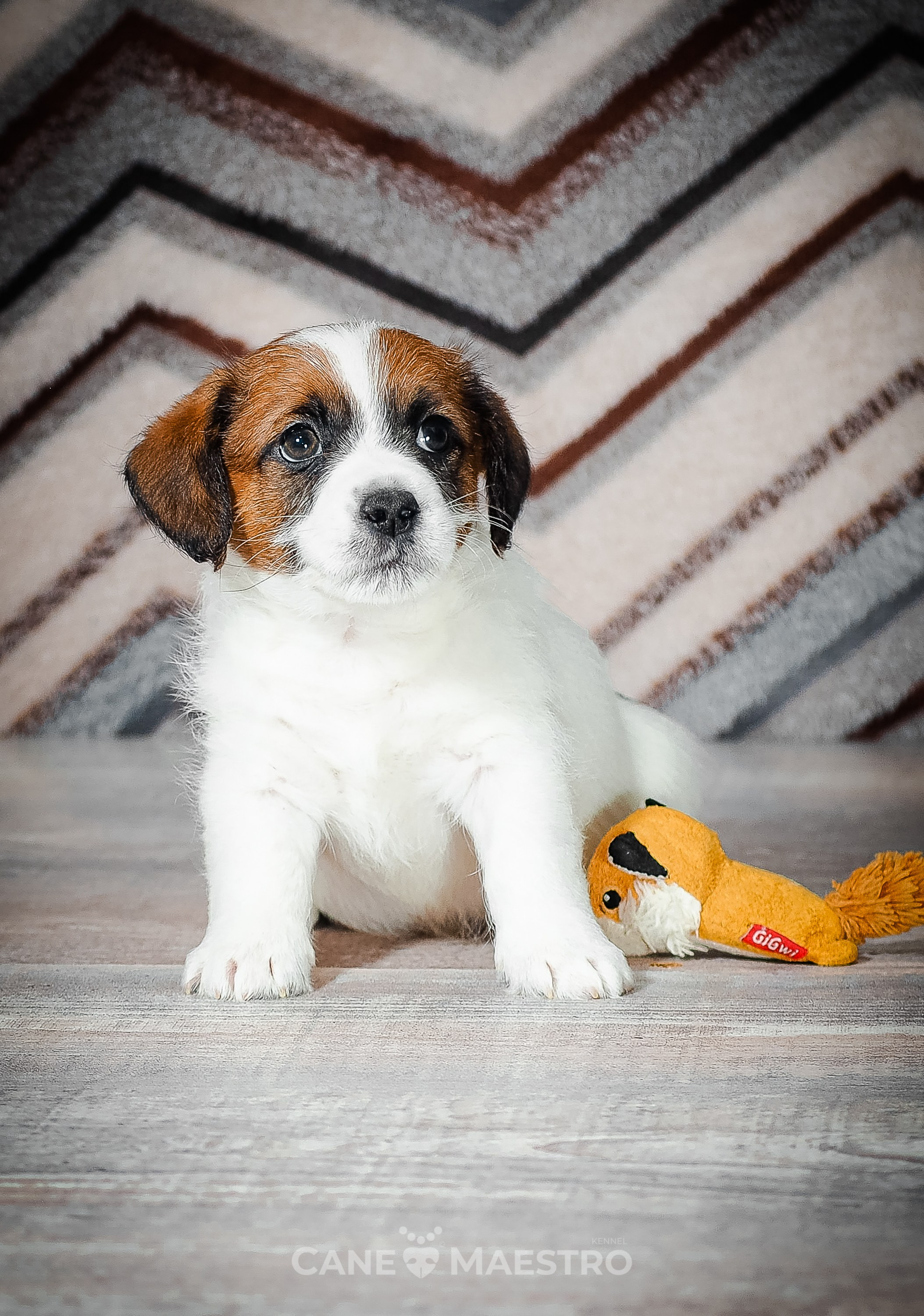 Мальчик 2. Кобель бело-рыжий. Джек рассел терьер щенок. КАНЕ МАЭСТРО — питомник Джек рассел терьеров