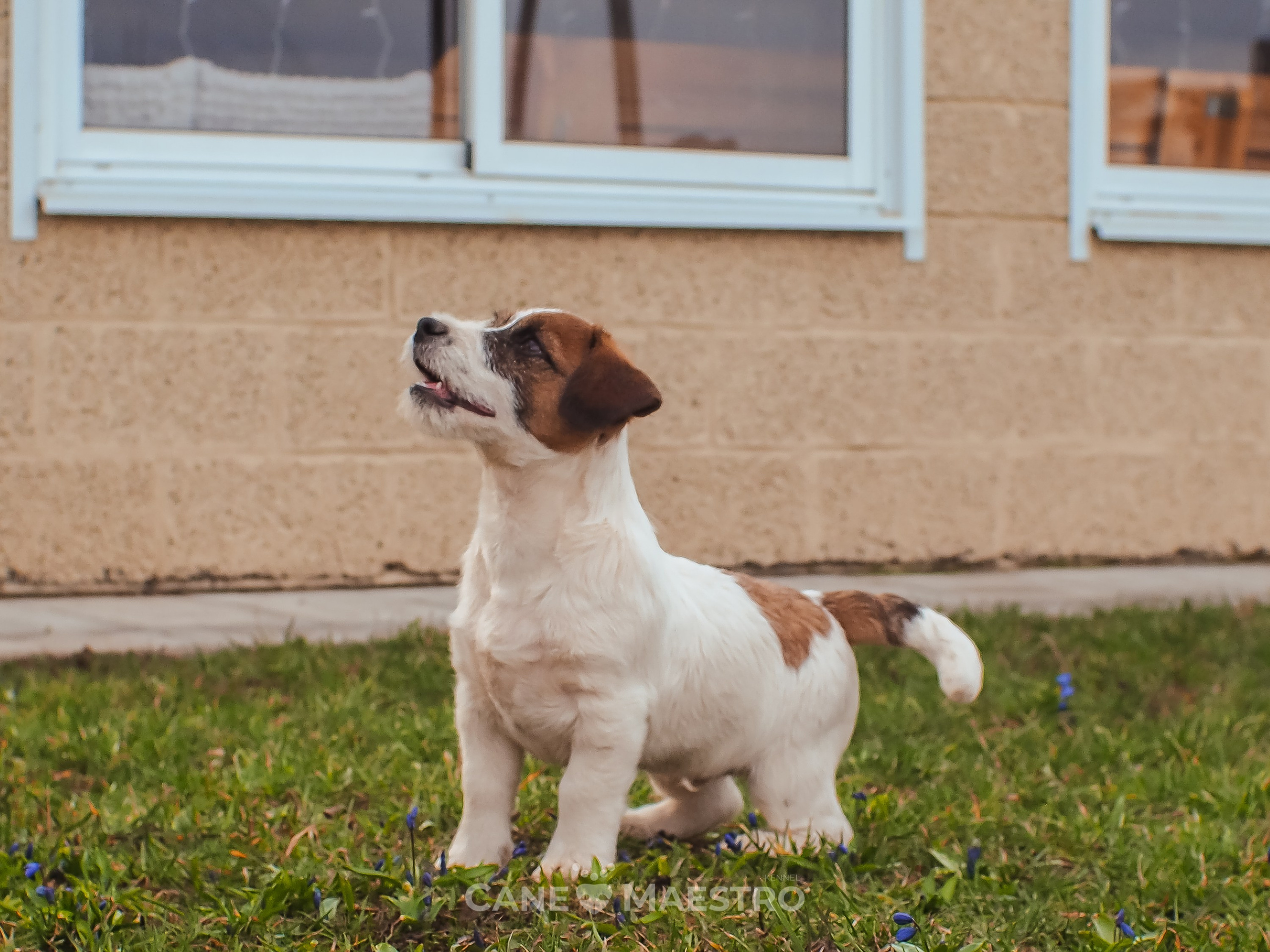Мальчик 2. Кобель бело-рыжий. Джек рассел терьер щенок. КАНЕ МАЭСТРО — питомник Джек рассел терьеров