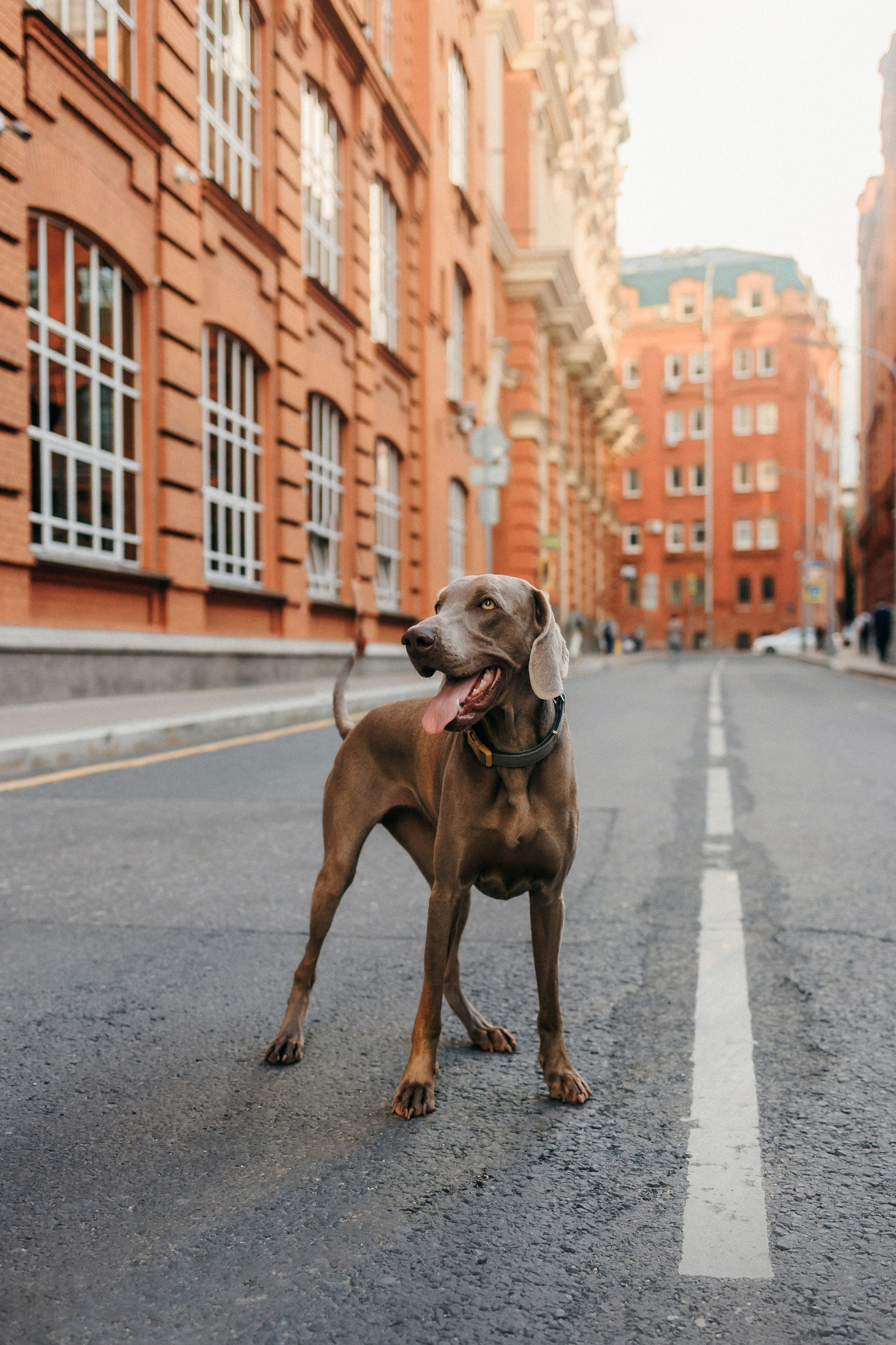 Соня и Майли. Фотограф-анималист Елена Радченко, Москва