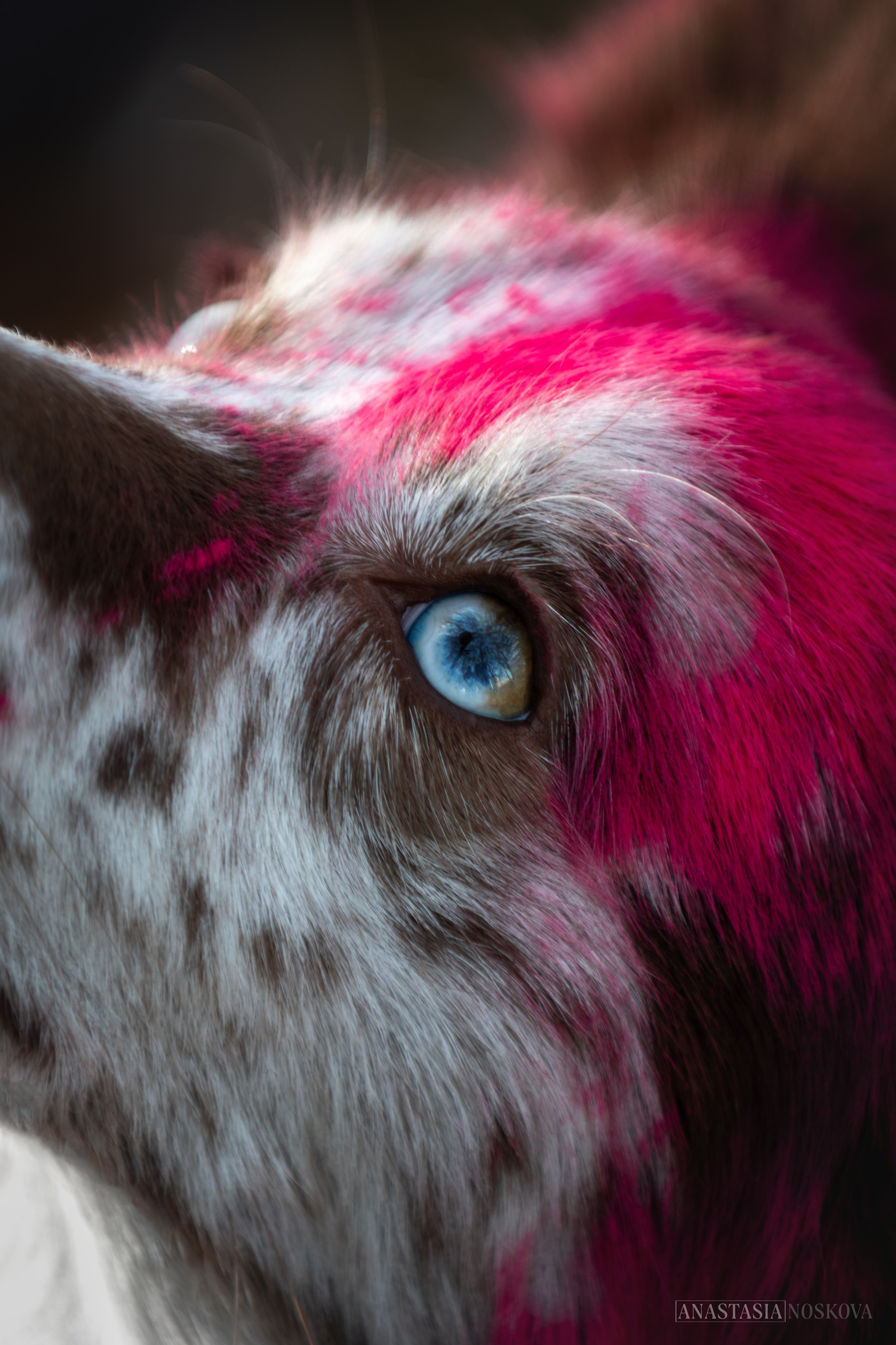 Анастасия Носкова | Фотограф