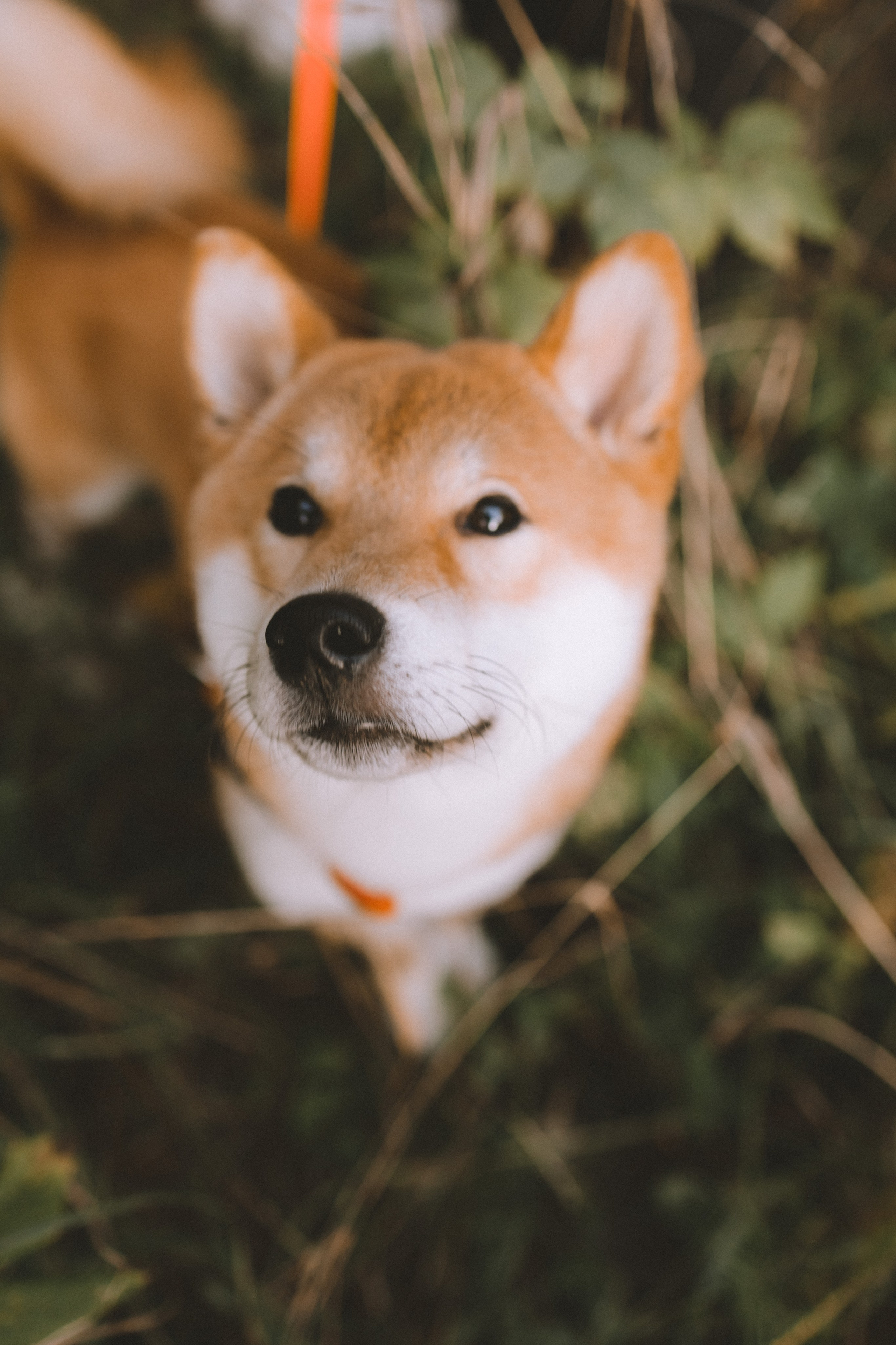 Фотосессия с собакой в осеннем Дудергофе. Семейный и детский фотограф в Санкт-Петербурге Павлова Елена