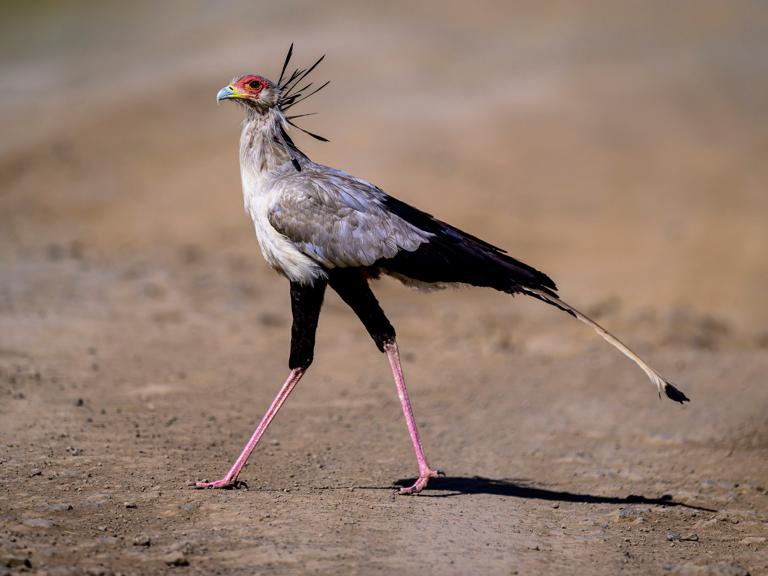 Кения. Wildlife photography by Sergey Puponin