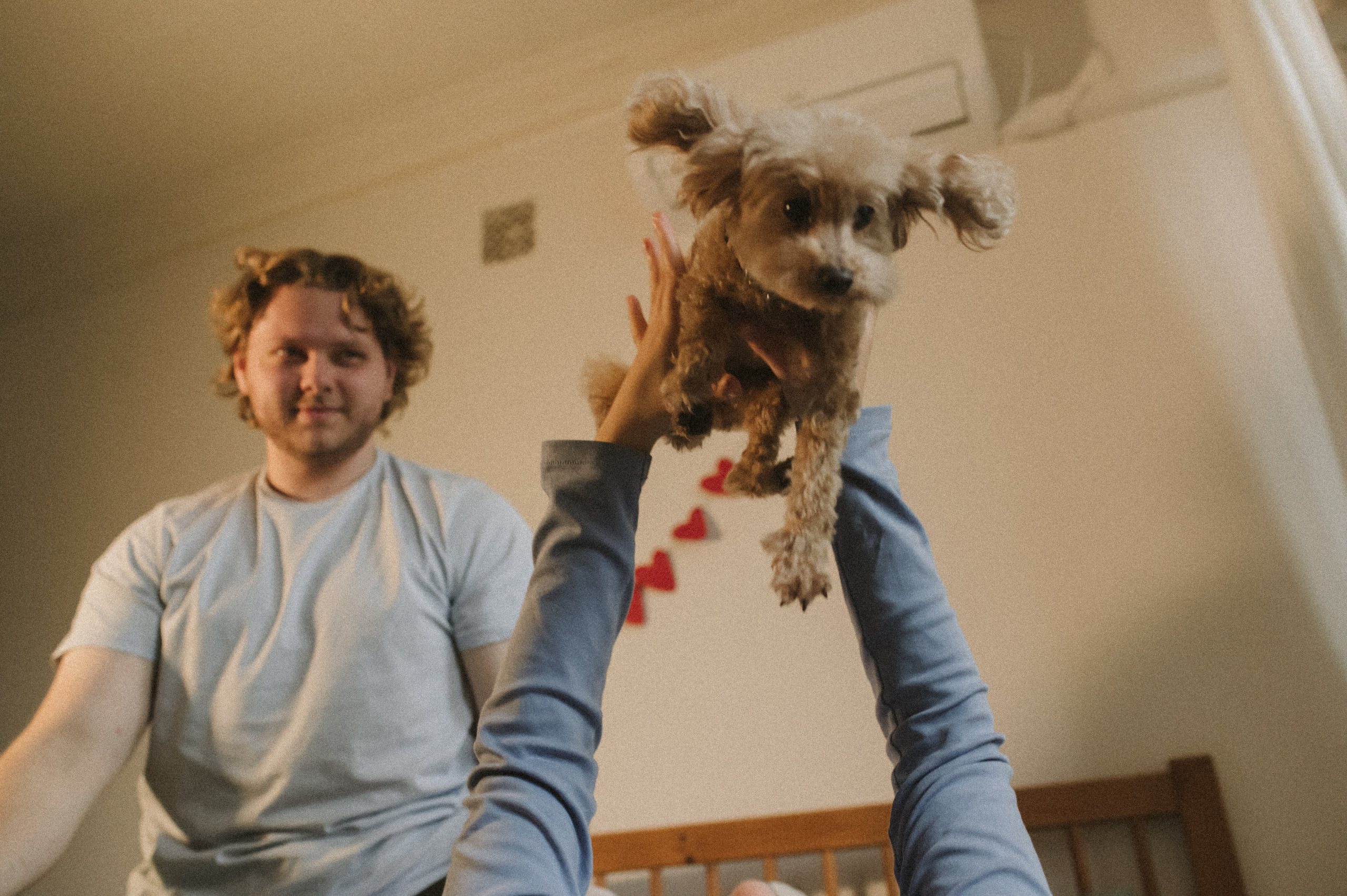 Ання и её кудрявая команда. Фотограф анималист в Москве Ольга Агушева