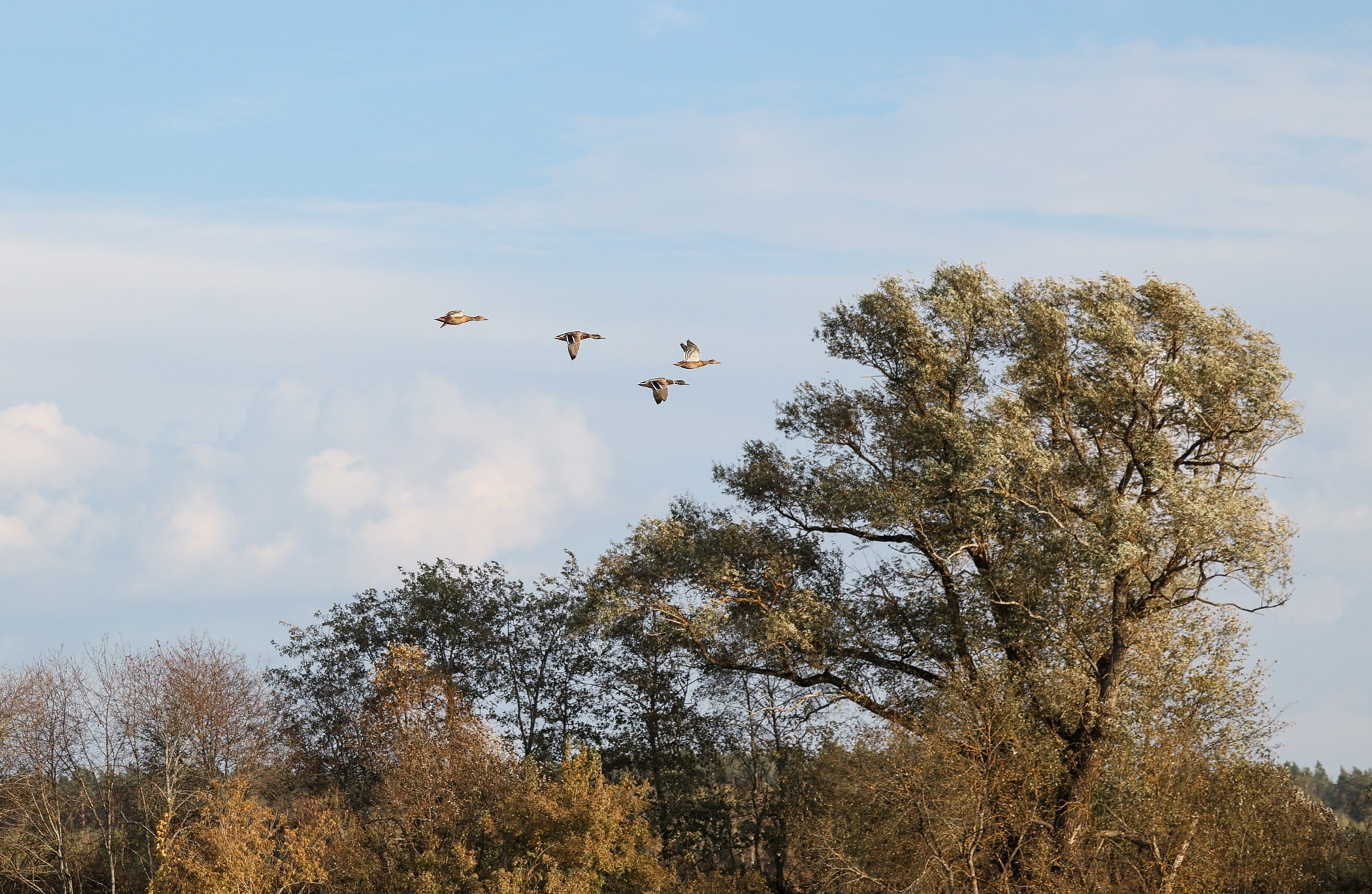 Прогулка на природе. Фотограф-анималист Полина Колкова | Москва