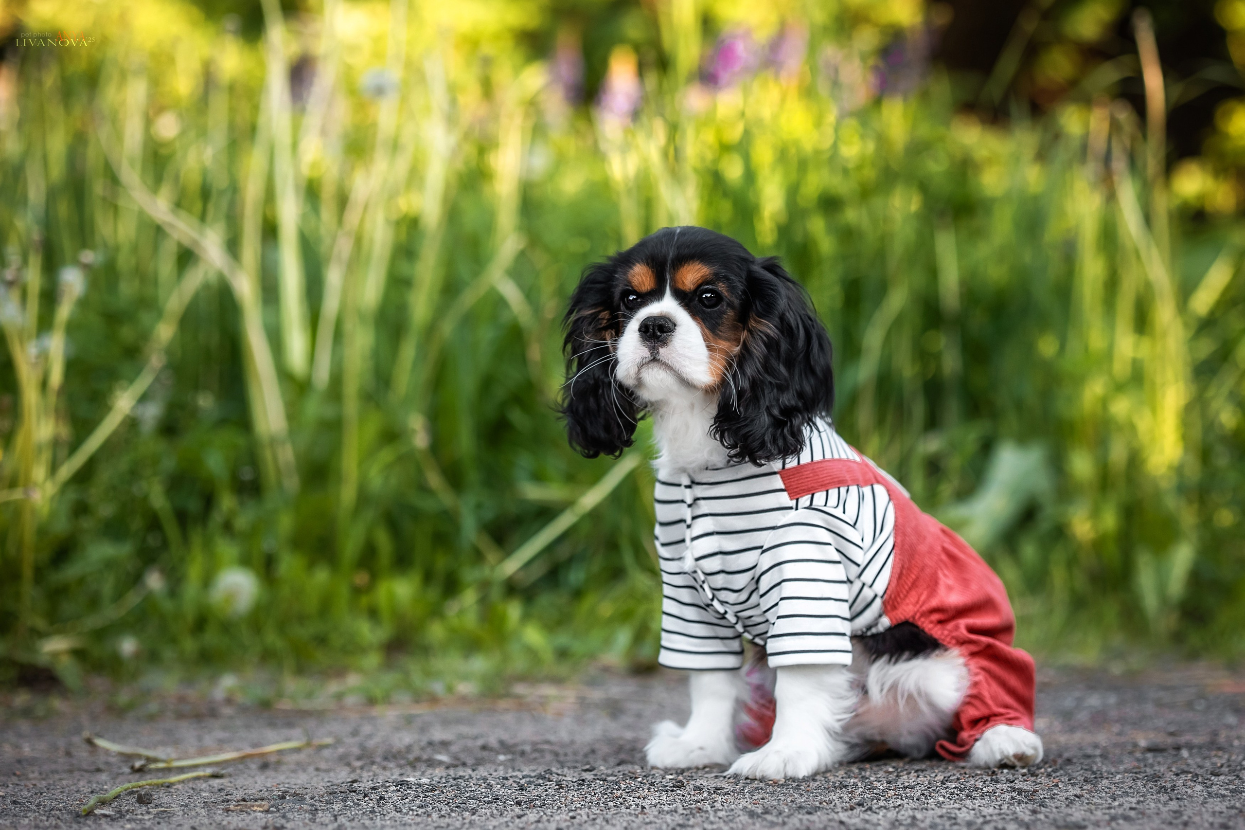 Кавалерчик. Фотограф анималист Аня Ливанова | Рыбинск