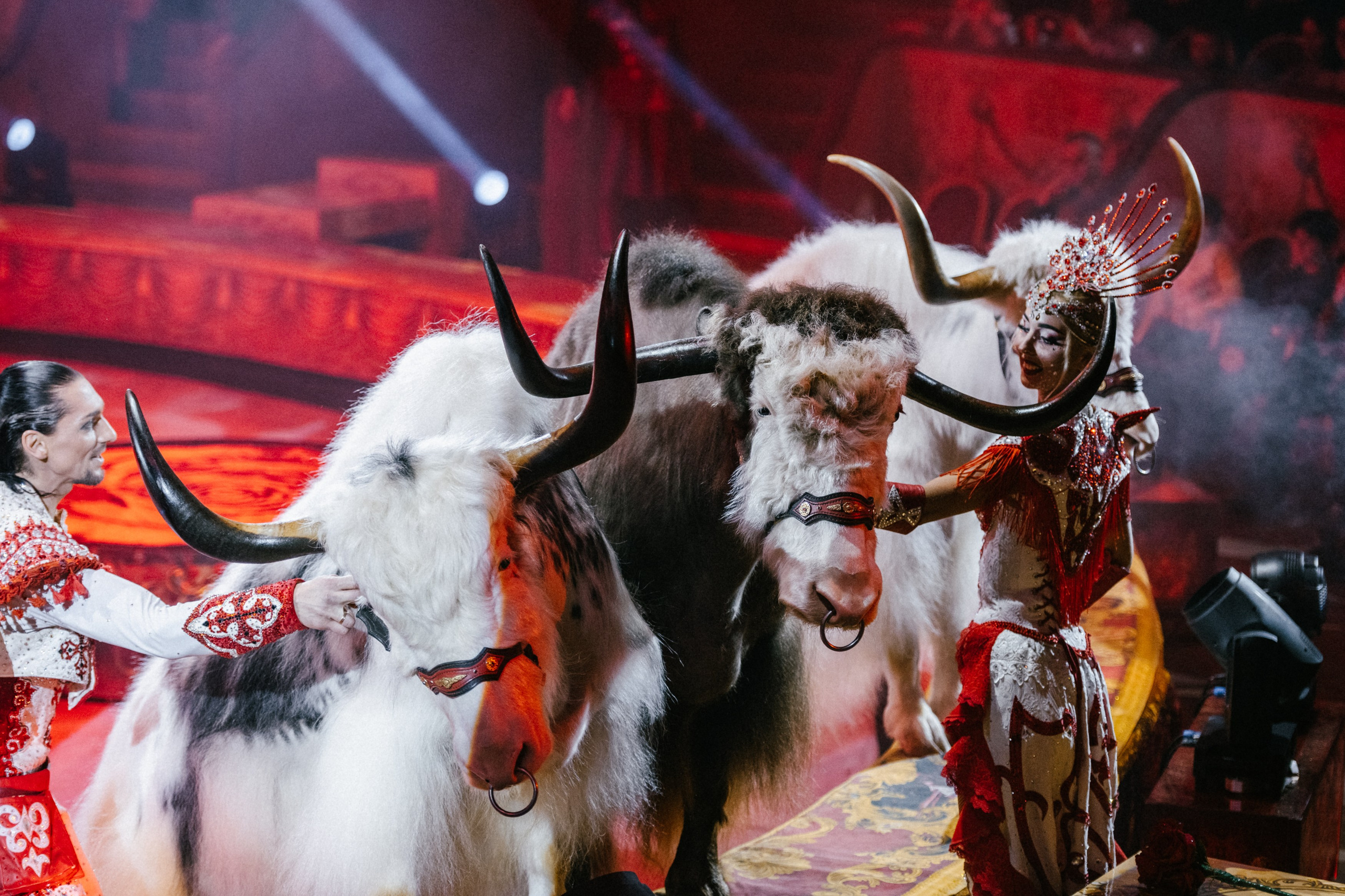 Королевский Цирк Гии Эрадзе. Репортажный и портретный фотограф в Санкт-Петербурге Степлевич Дарья