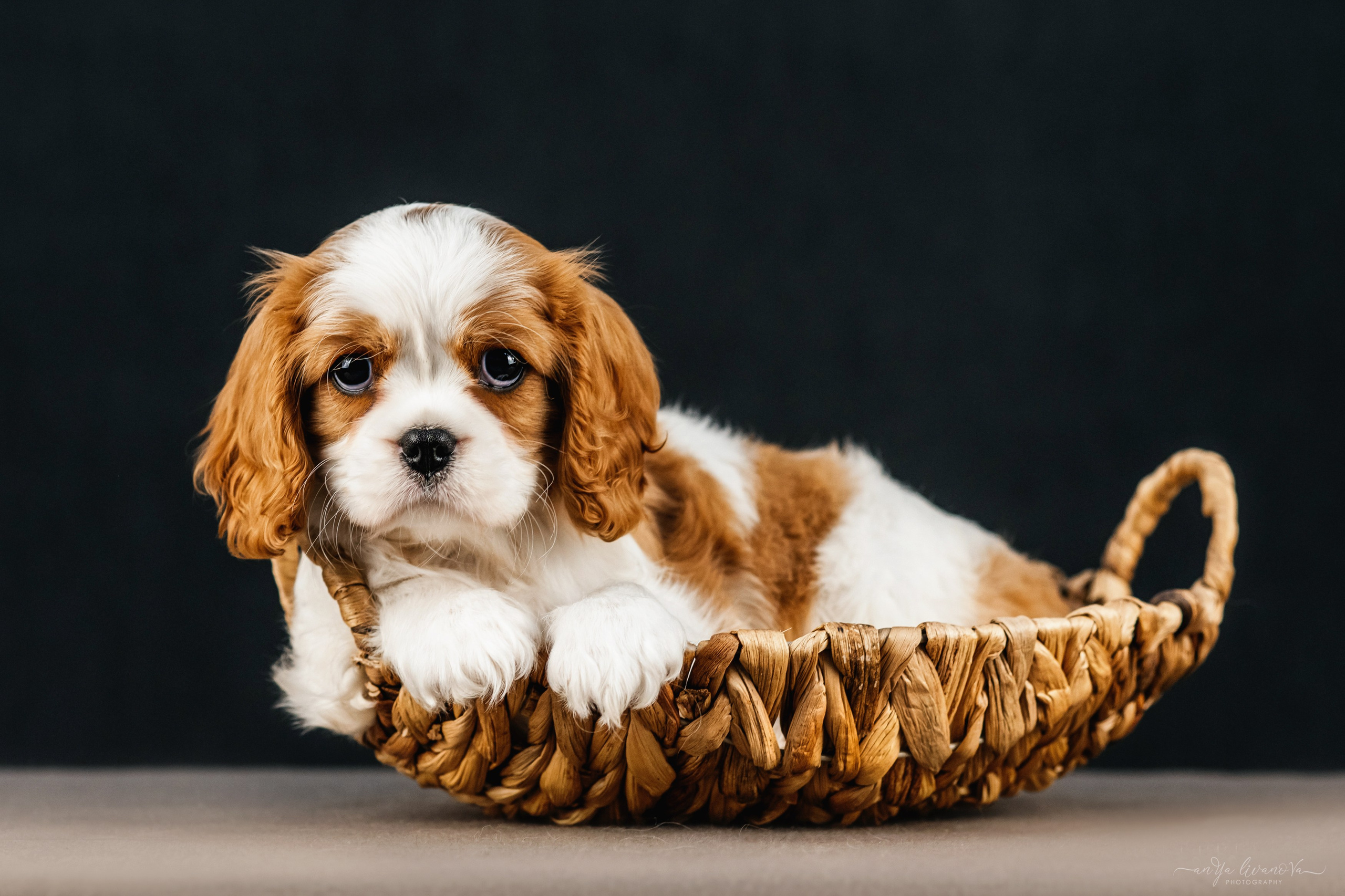 Кавалерчики. Фотограф анималист Аня Ливанова | Рыбинск