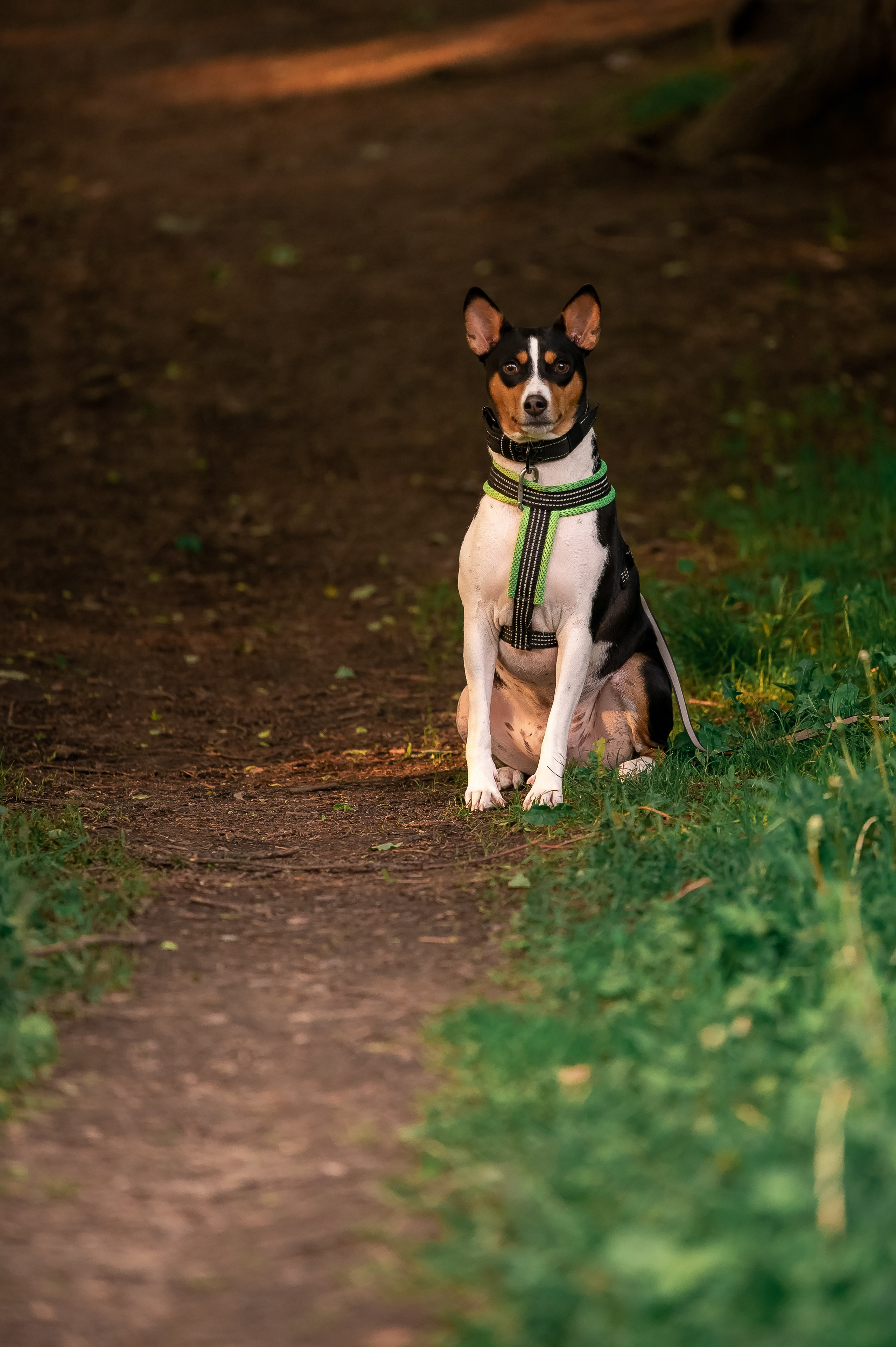 Собаки. Фотограф-анималист в Санкт-Петербурге Анастасия Иванова
