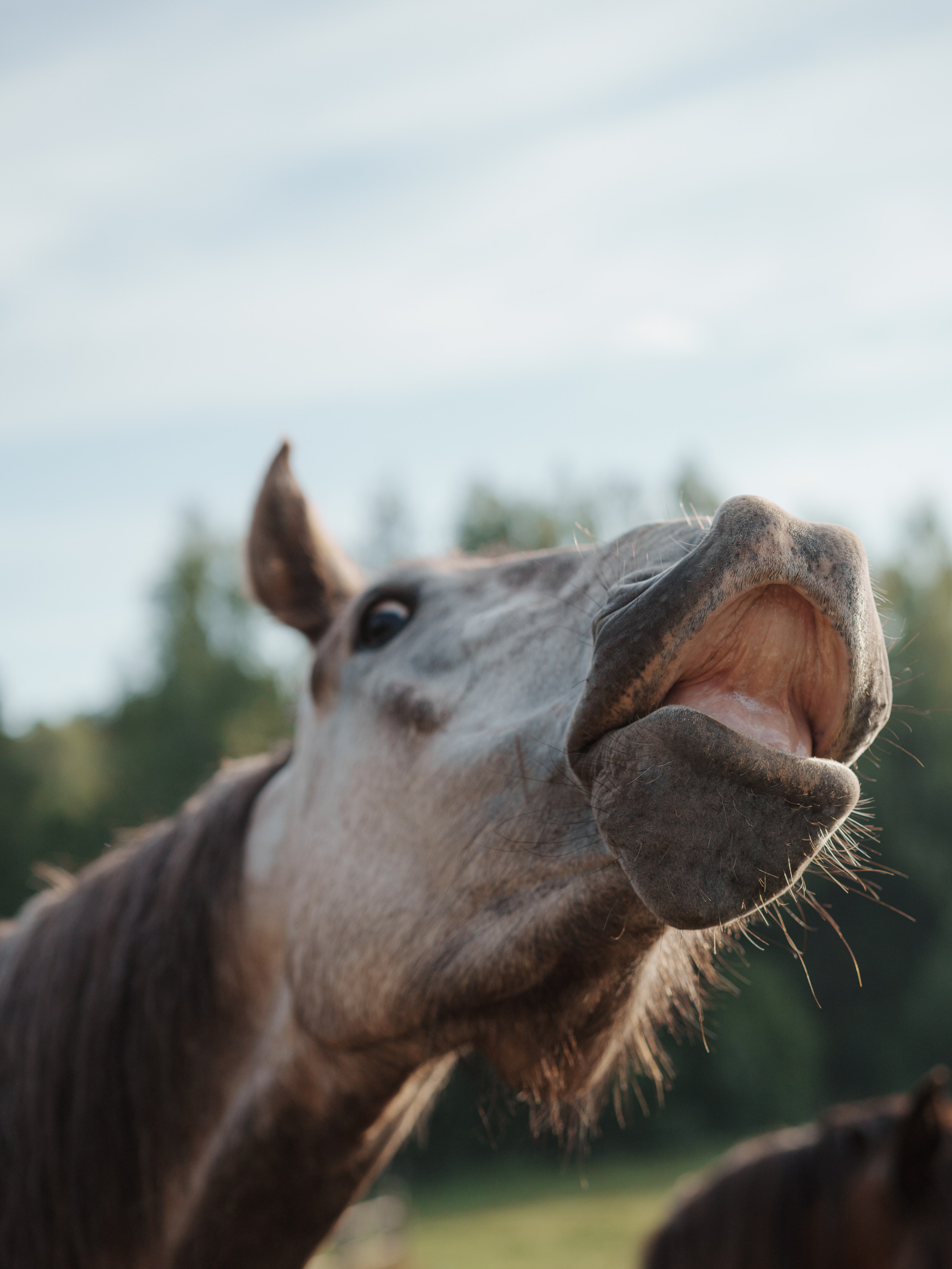 Марина. Семейный фотограф Клубкова Мария. Поместье Клу