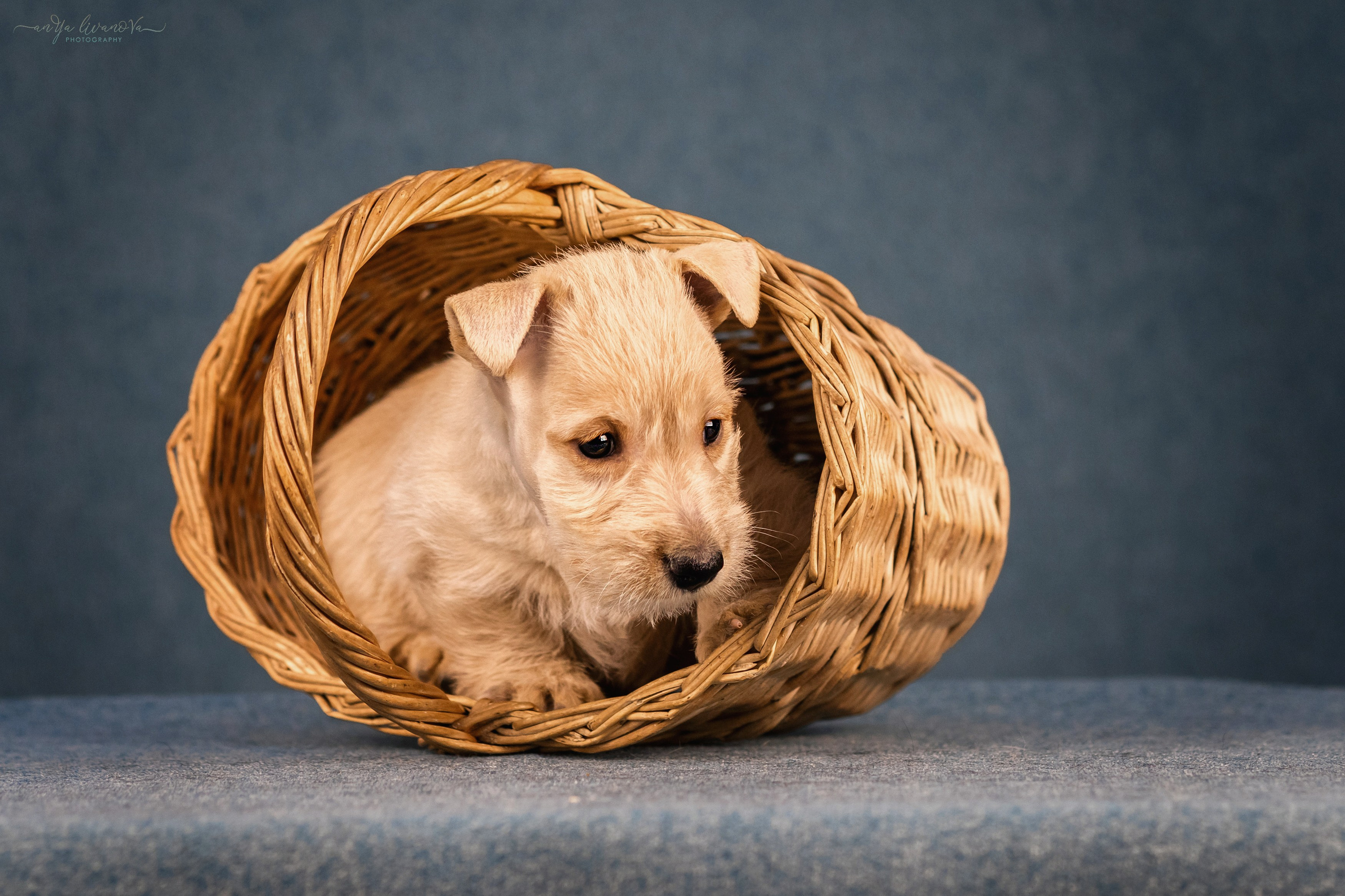Скотти. Фотограф анималист Аня Ливанова | Рыбинск