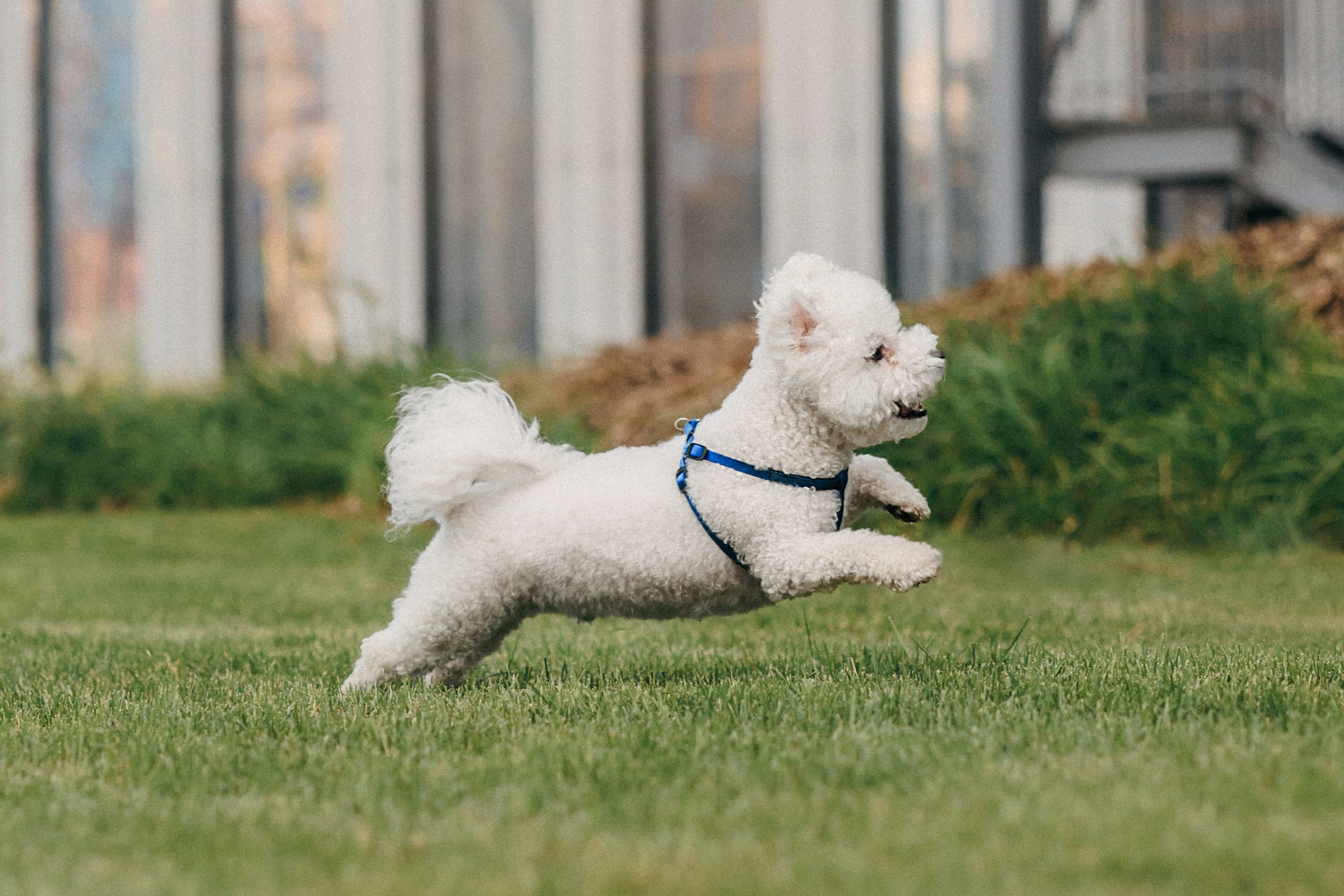 Марина, Данил и Бруно. Фотограф-анималист Елена Радченко, Москва