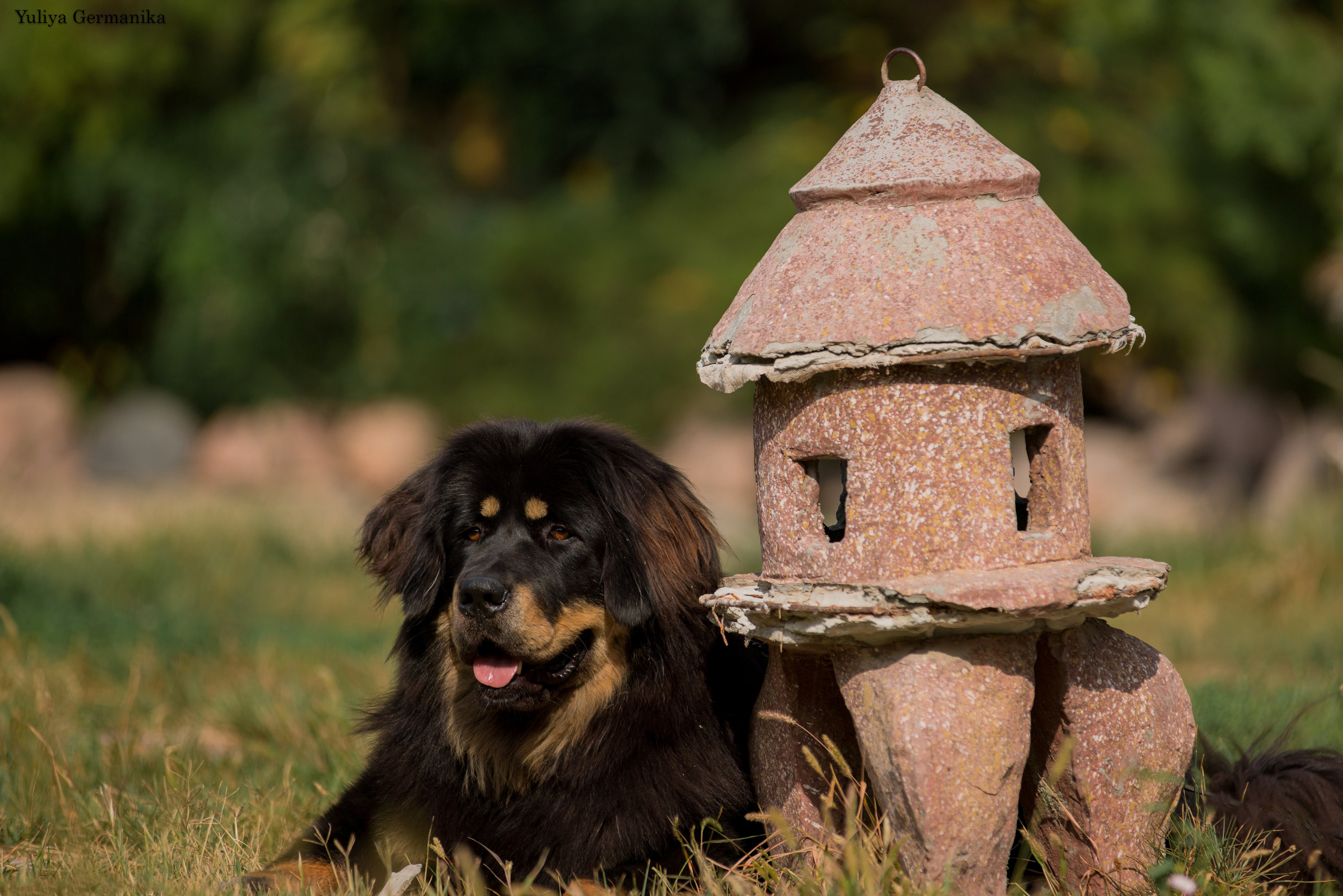 Ташкент 6-8.10.2023 + Алматы 14-15.10.2023. Фотограф-анималист Юлия Германика