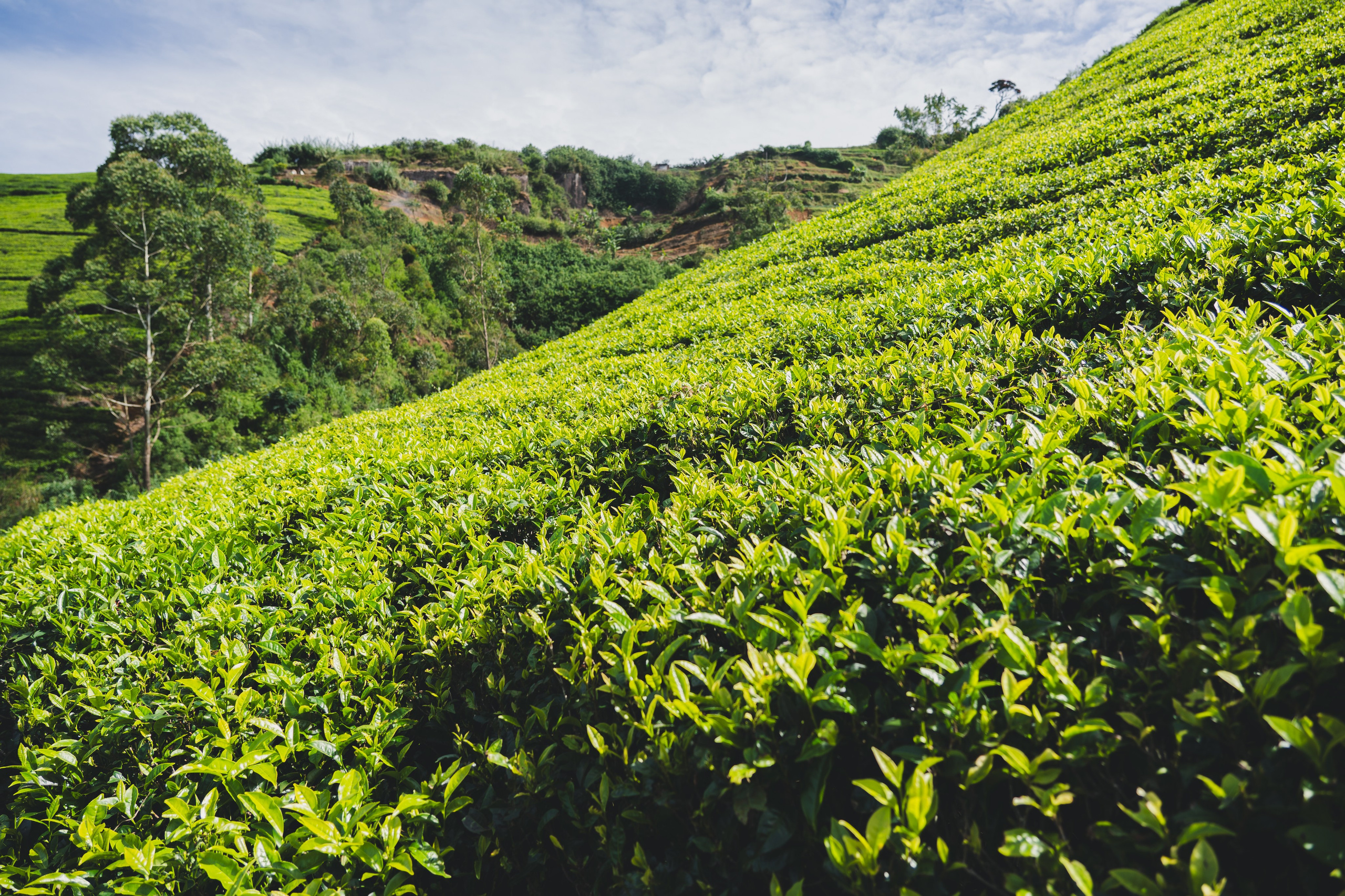 Шри-Ланка 2025. Легкая фотография
