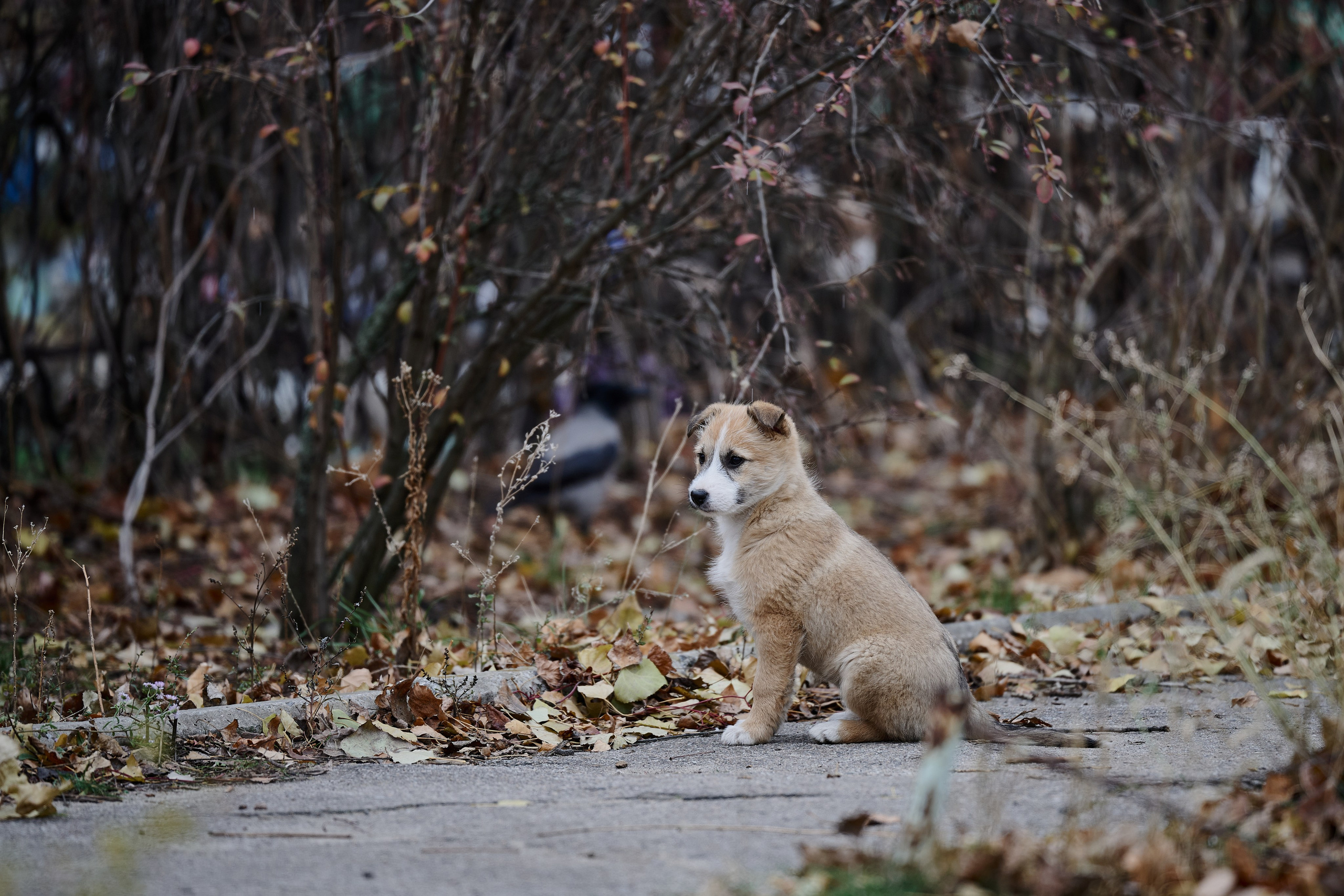 Рубежное. Луганская область. Фотопроект «Территории»