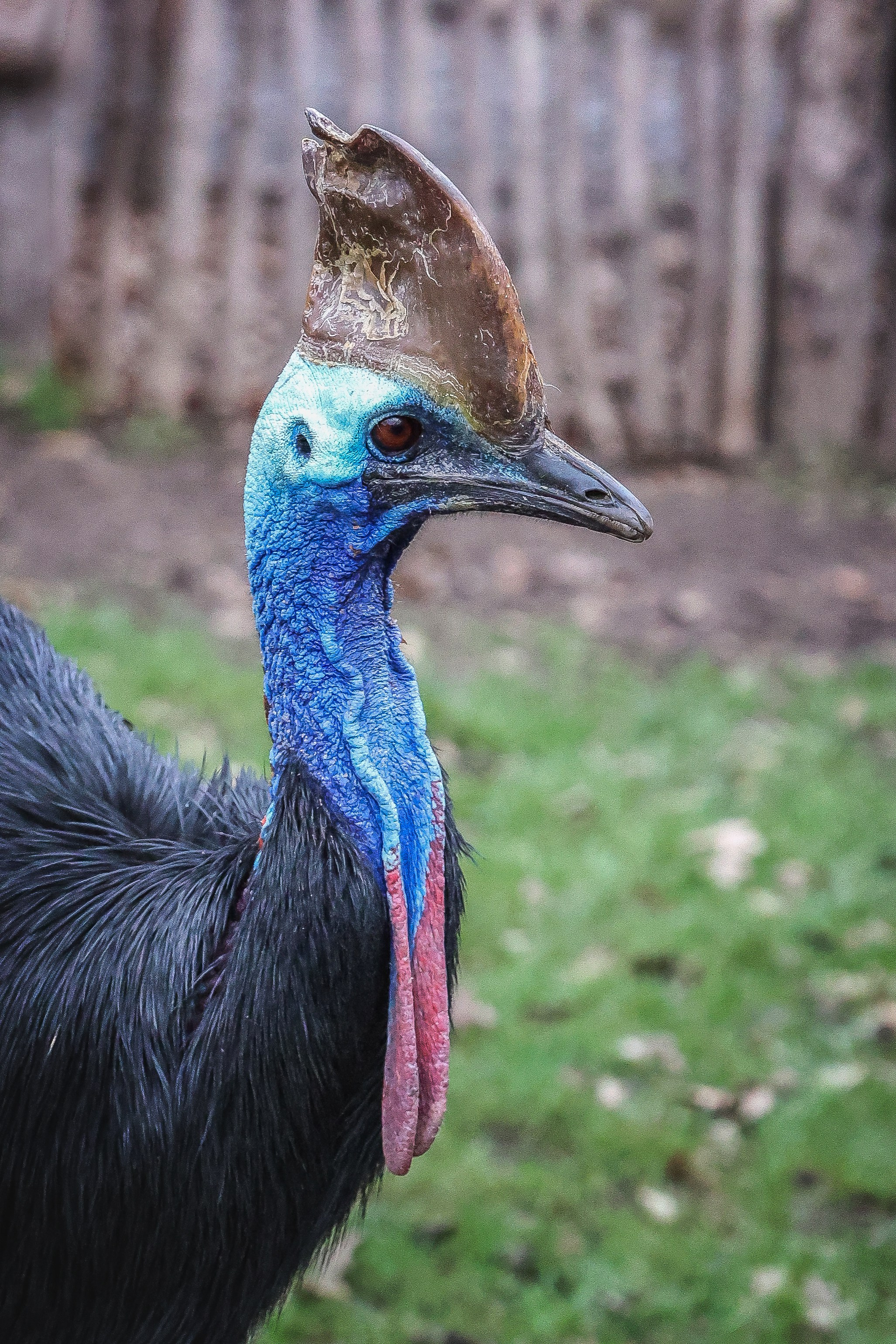 Зоопарк Малинки. Фотограф-АниМалист Анна Абрамова