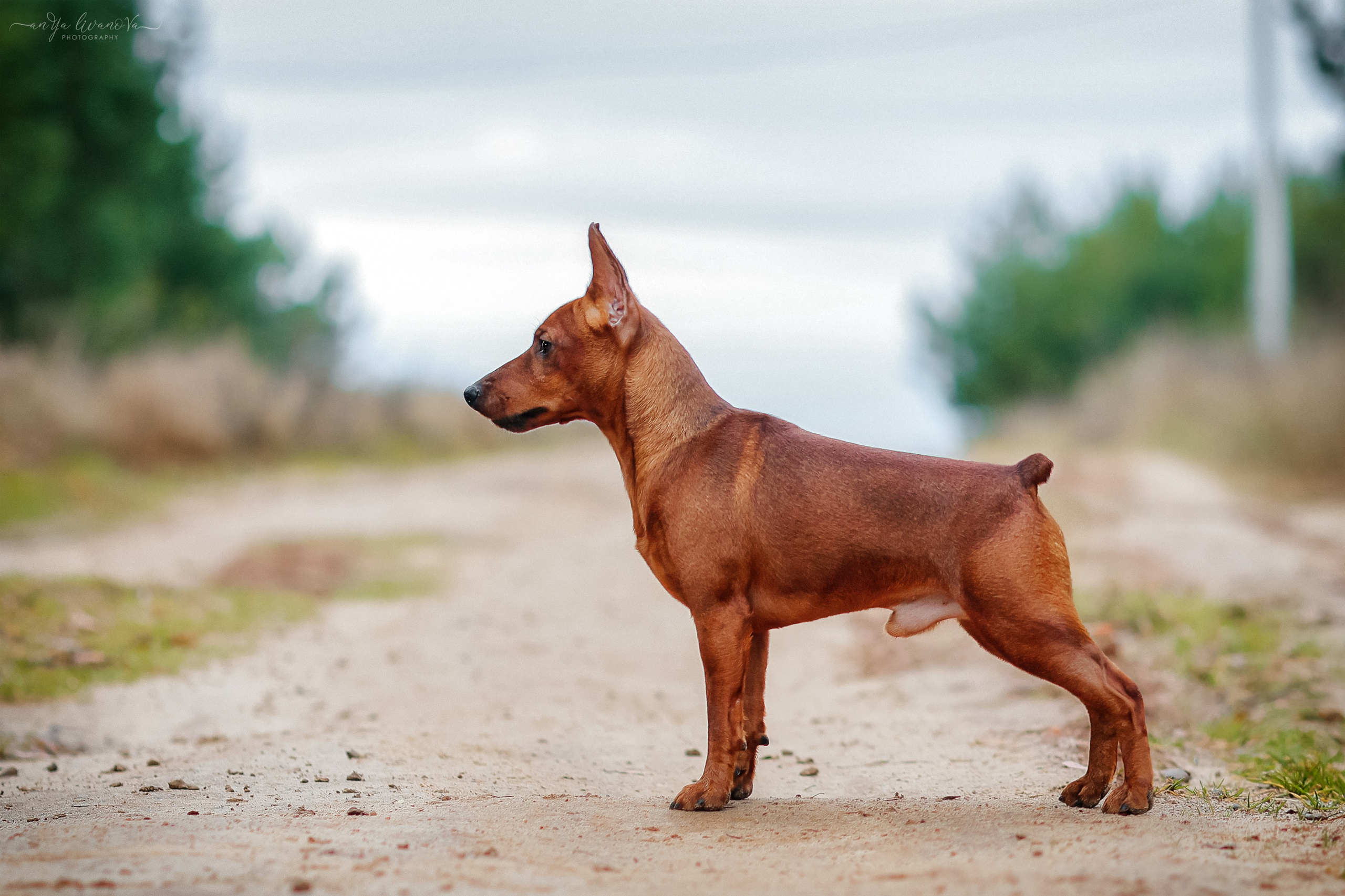 Пашка. Фотограф анималист Аня Ливанова | Рыбинск