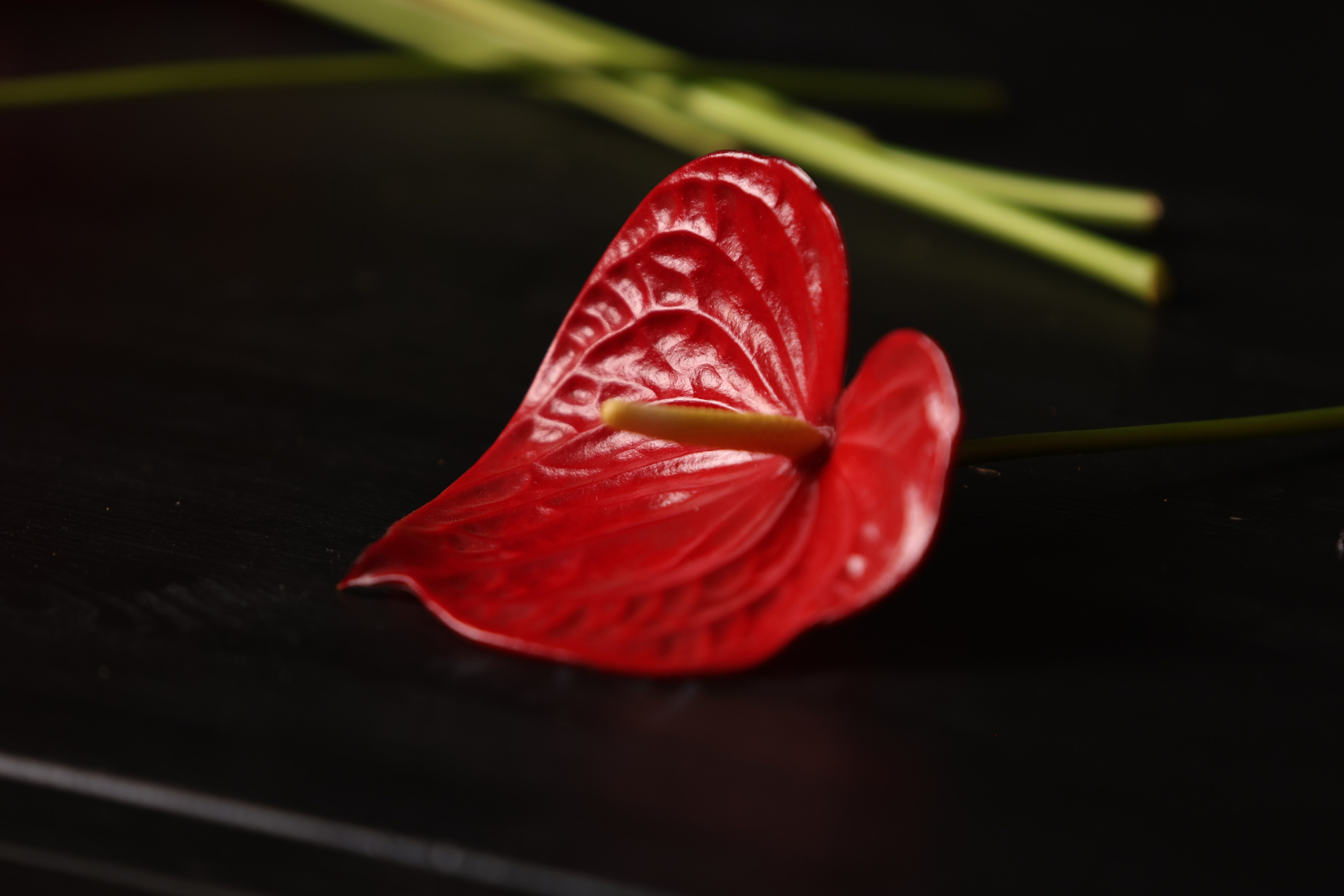 Цветы. Яна Чхан — Фотограф в Донецке и не только