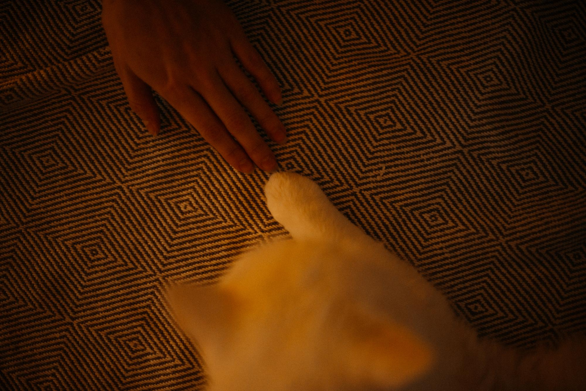 Алина. Домашняя, предновогодняя. Фотограф в Челябинске Любовь Денисенко