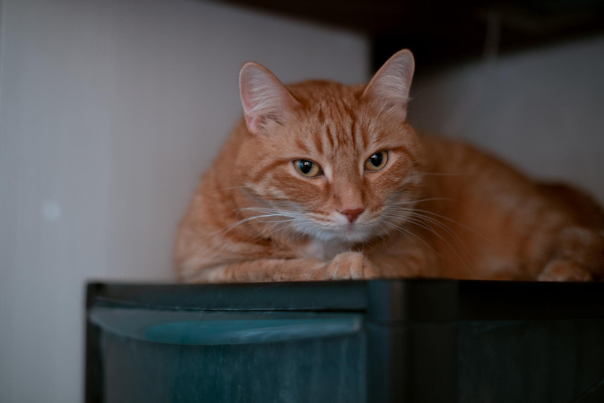 Корытко. Домашняя. Кате 1 годик. Фотограф в Челябинске Любовь Денисенко