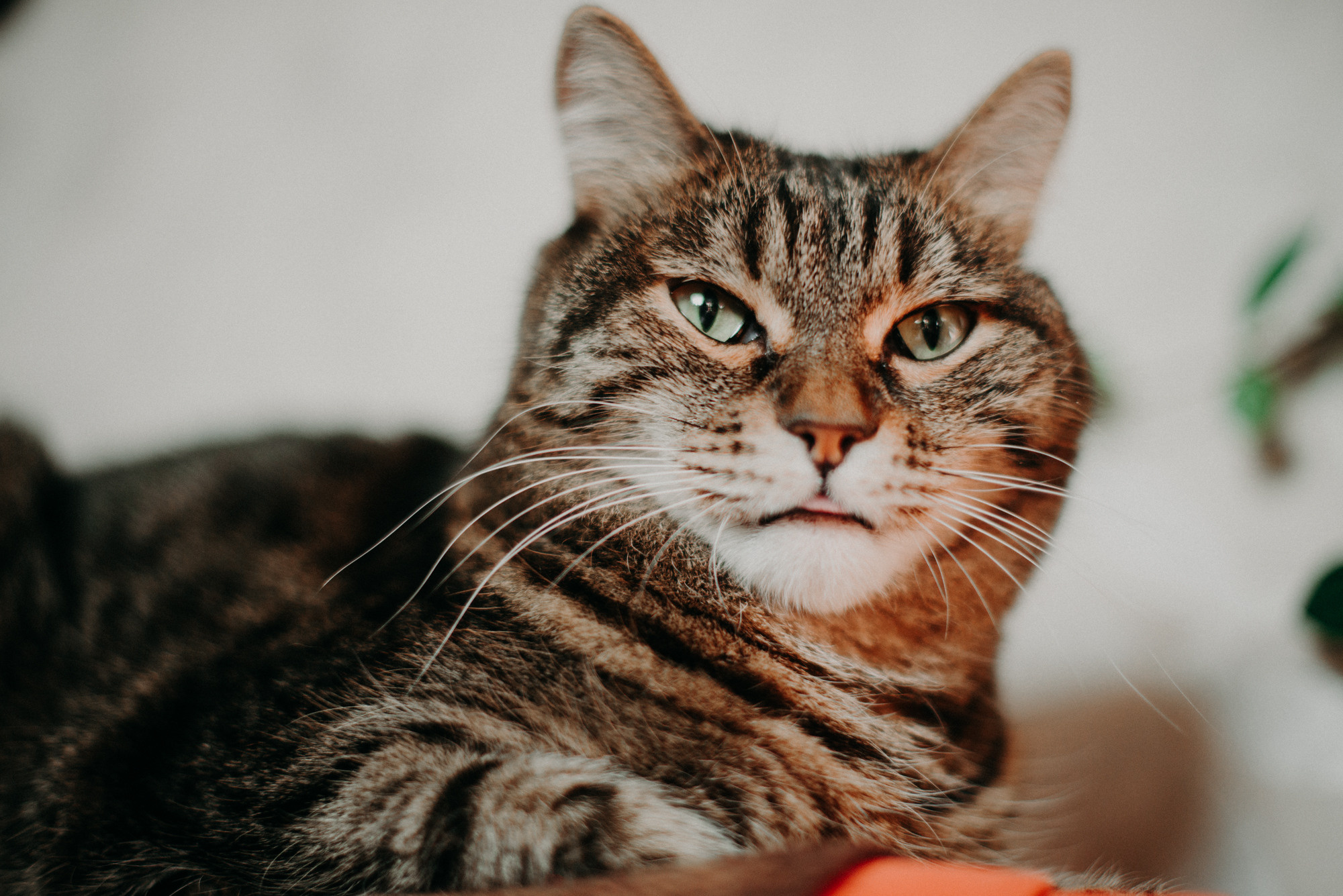 Алёна Гжель. Фотограф в Челябинске Любовь Денисенко