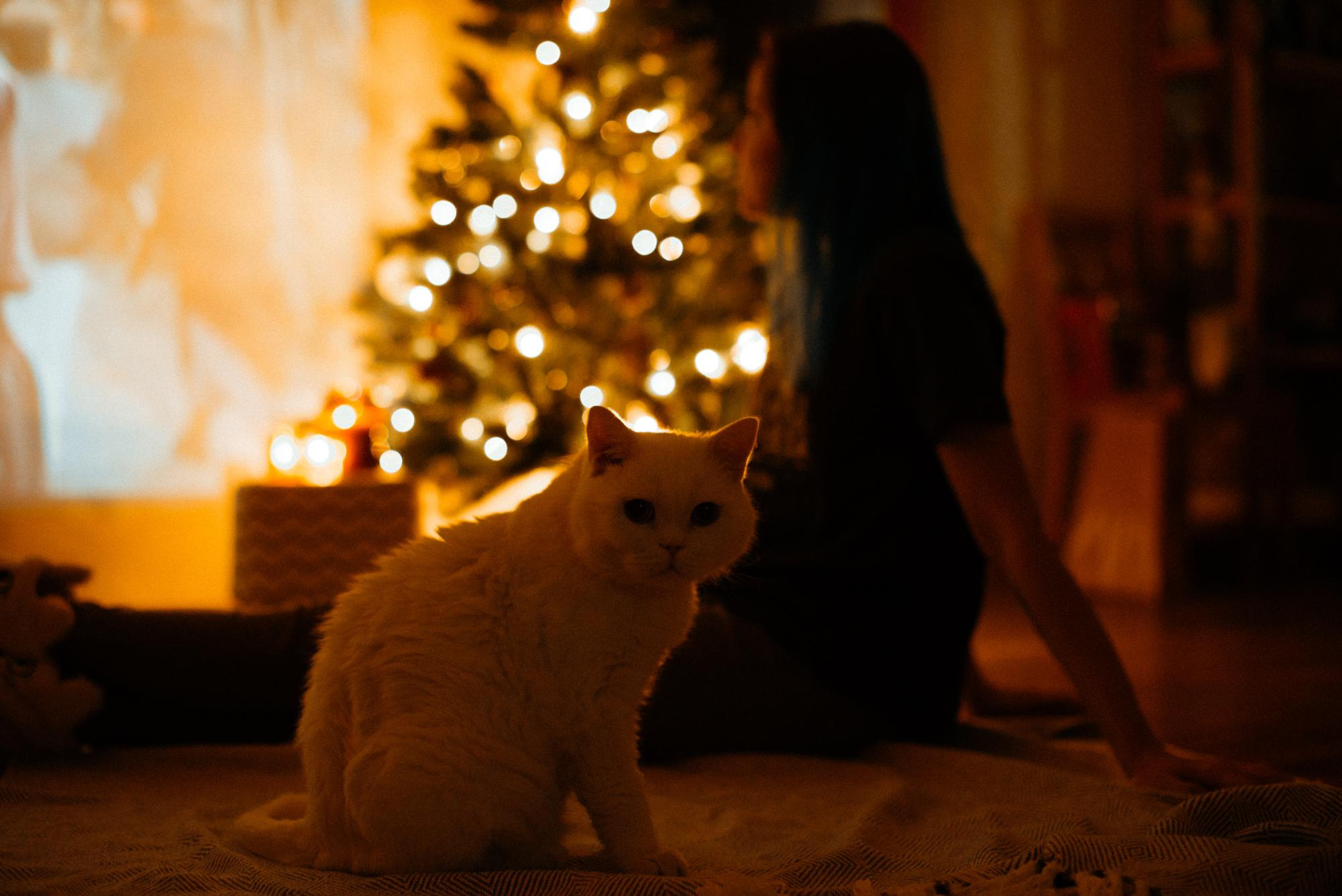 Алина. Домашняя, предновогодняя. Фотограф в Челябинске Любовь Денисенко
