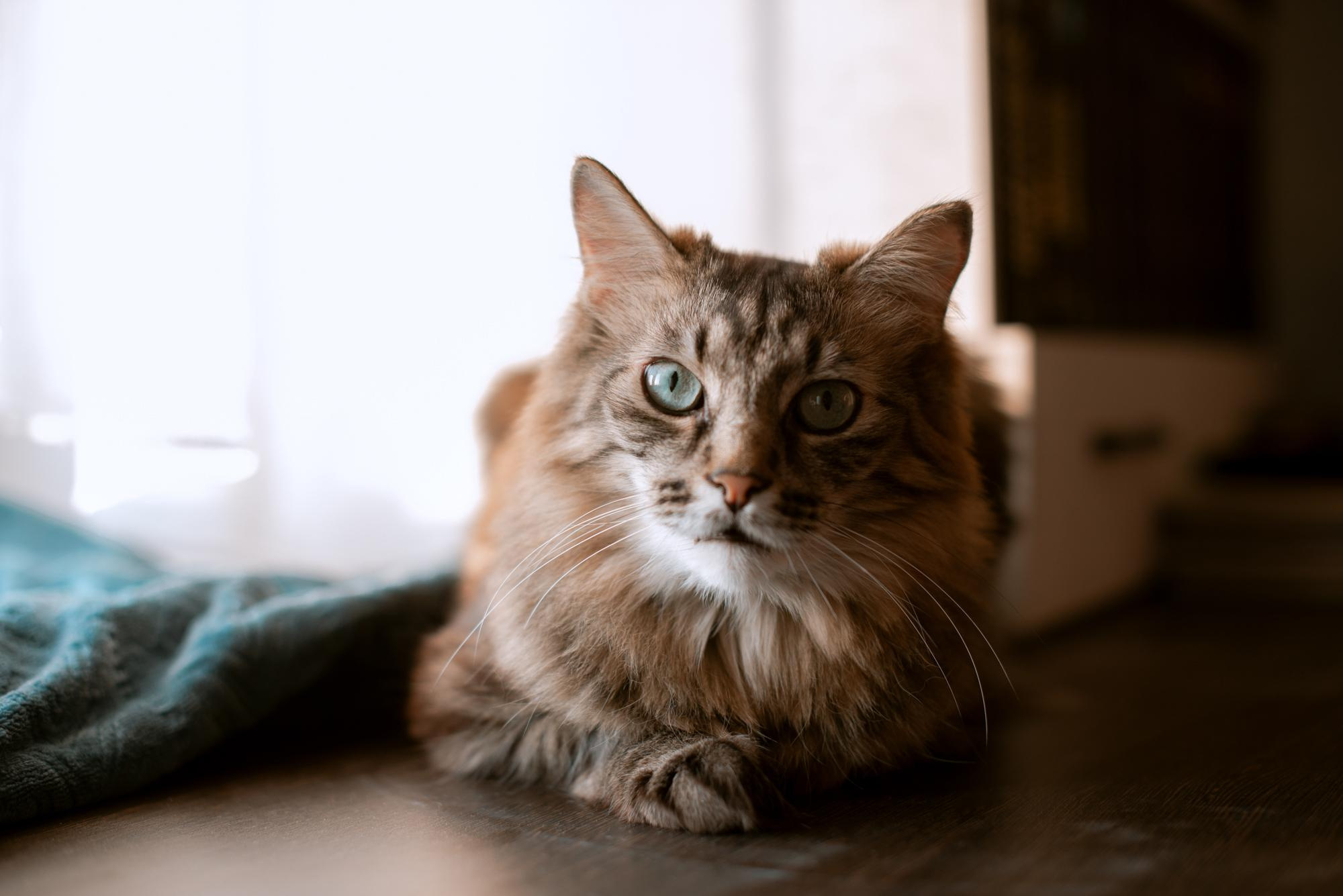 Корытко. Домашняя. Кате 1 годик. Фотограф в Челябинске Любовь Денисенко