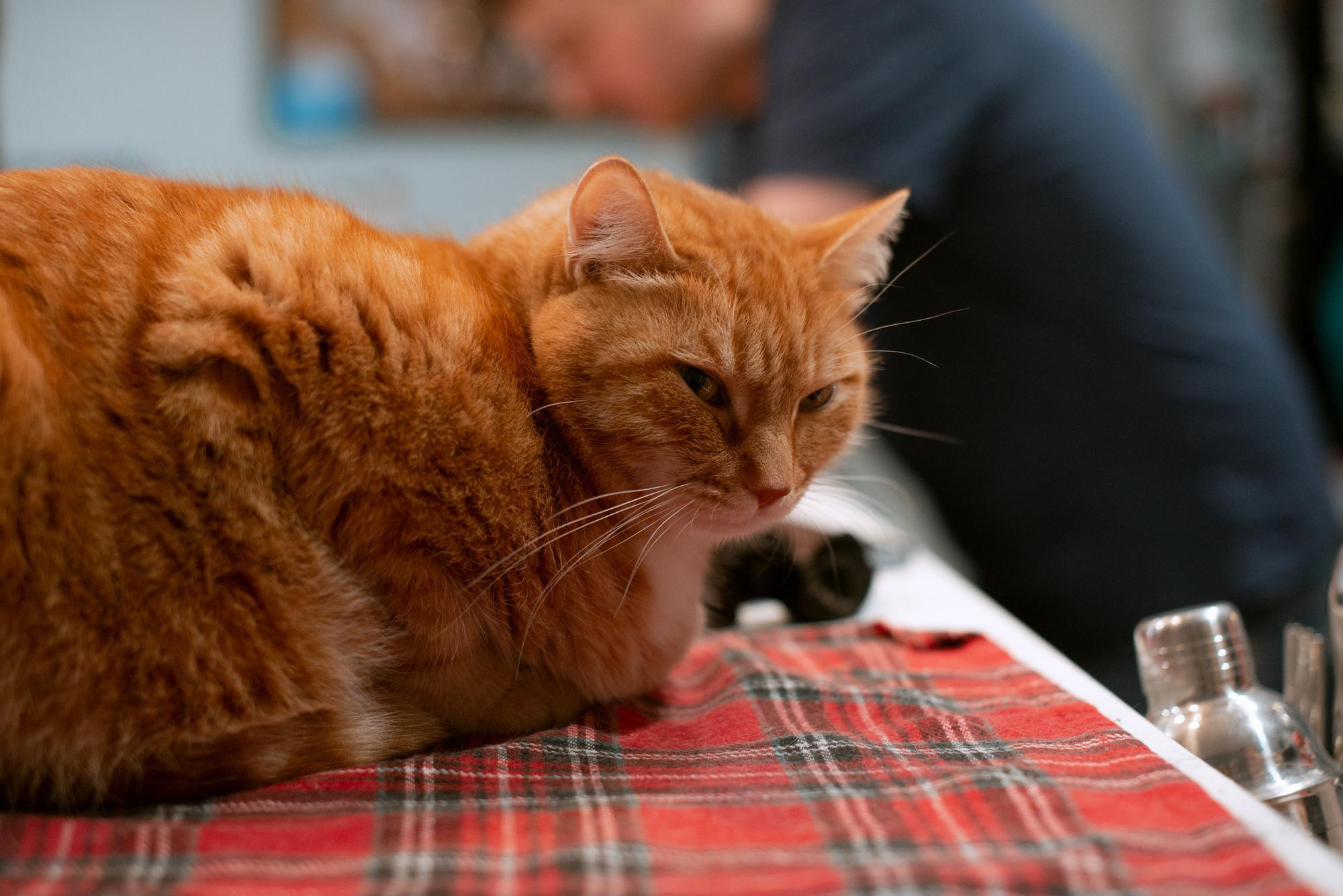 Корытко. Домашняя. Кате 1 годик. Фотограф в Челябинске Любовь Денисенко